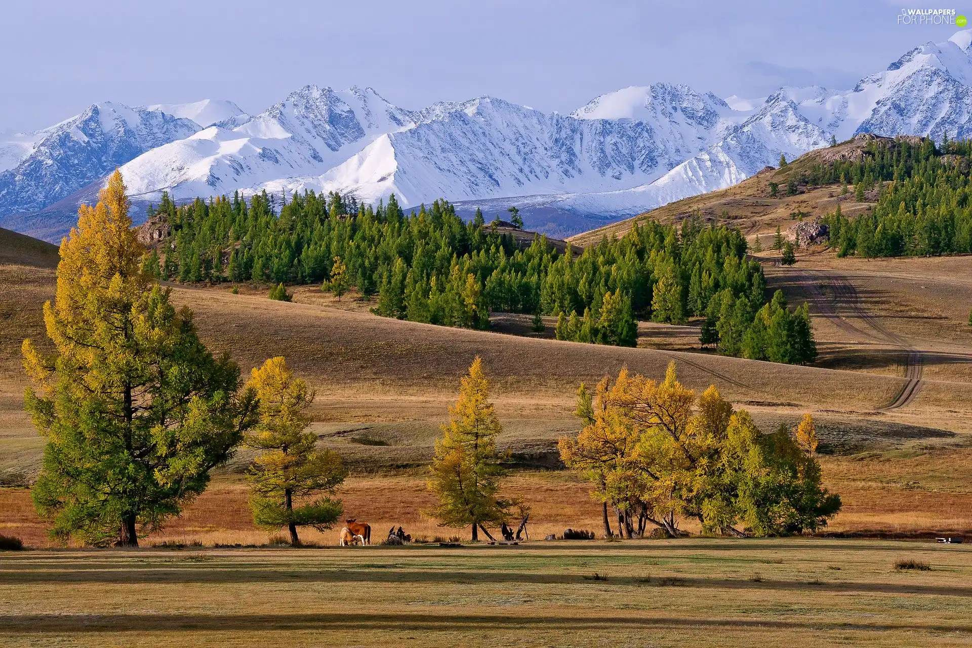 viewes, The Hills, field, trees, Mountains