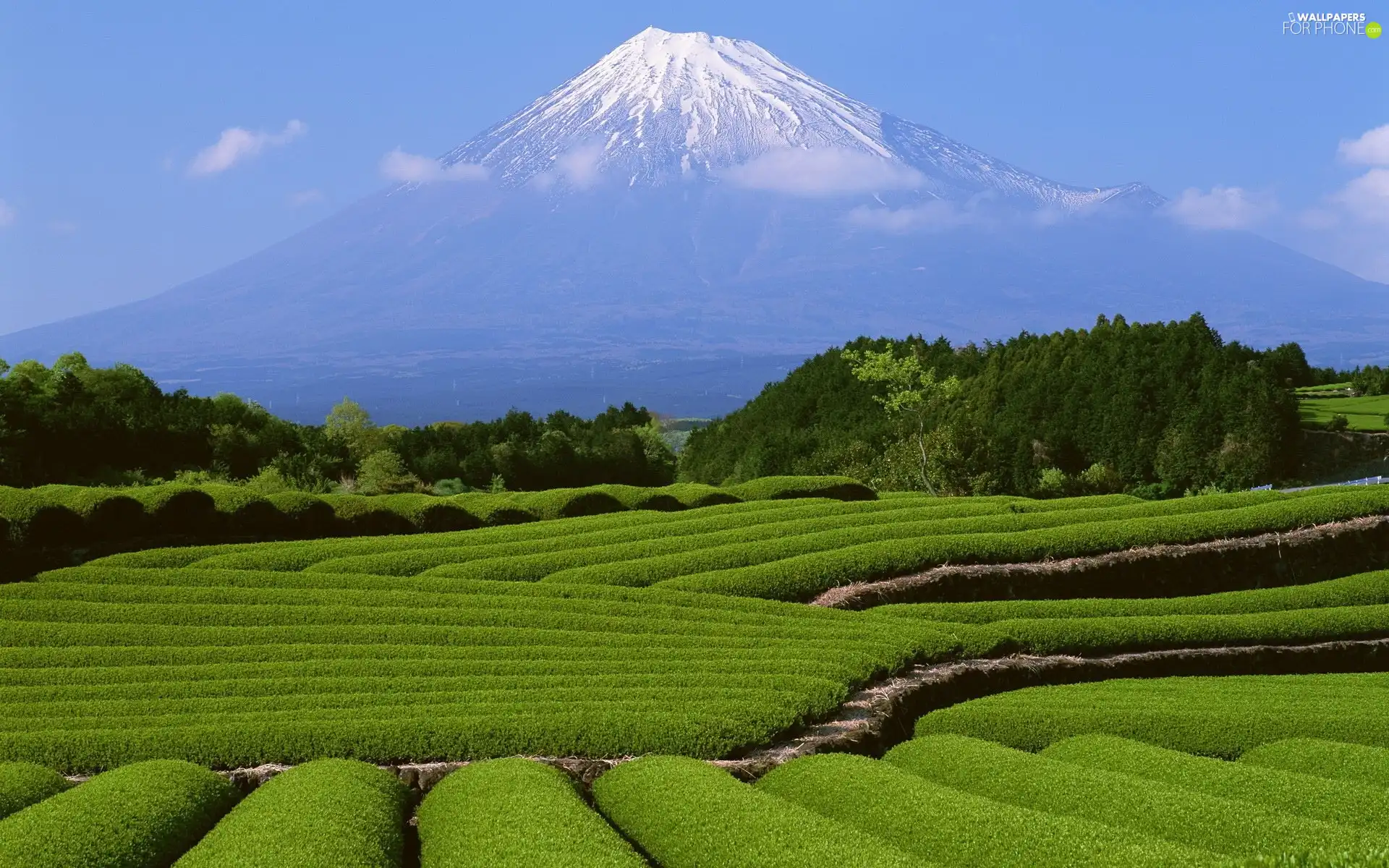 mountains, field