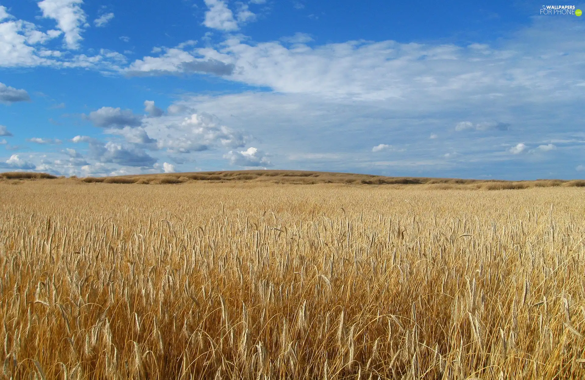 Field, summer, rye