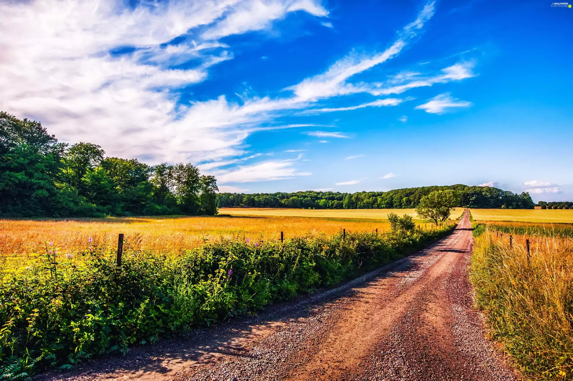 Way, Sky, summer, field