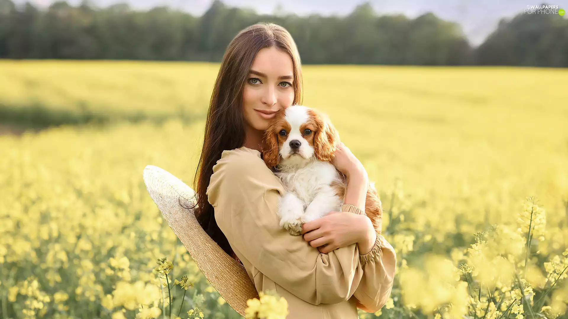 dog, longhaired, Hat, Field, Puppy, Women