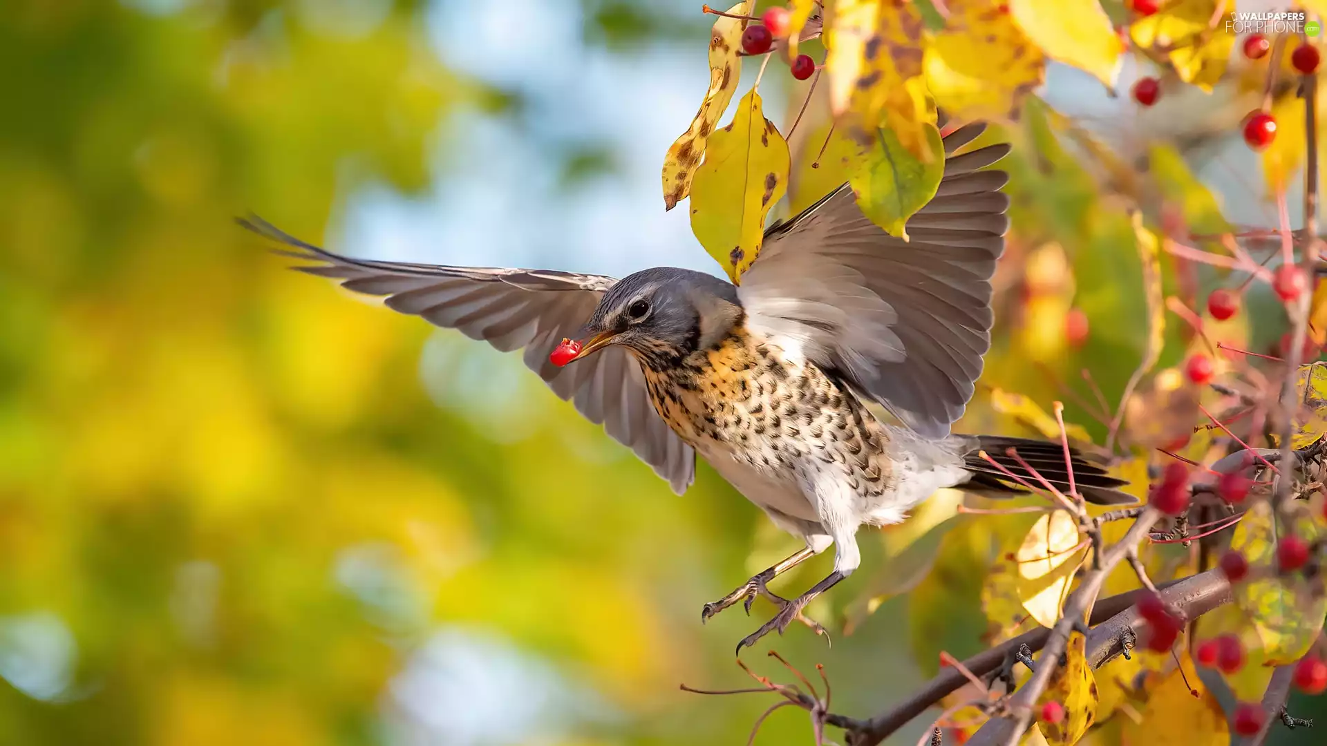 Bird, twig, blueberries, fieldfare
