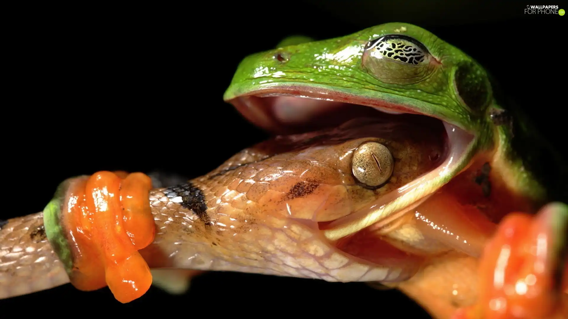 Snake, Fight, strange frog, frog, Green