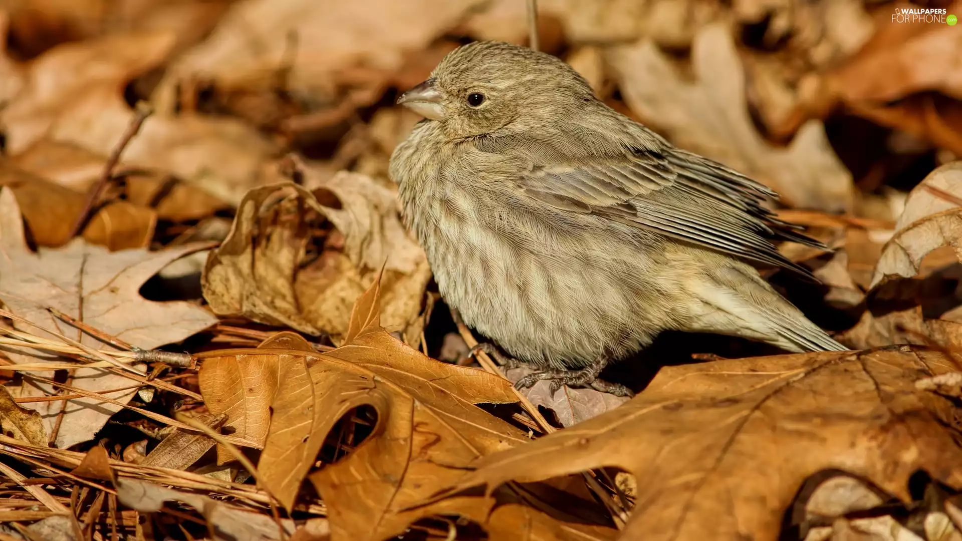 Leaf, Bird, Woodpecker Finch