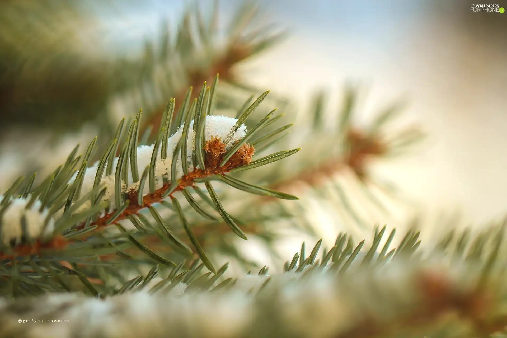 A snow-covered, twig, fir