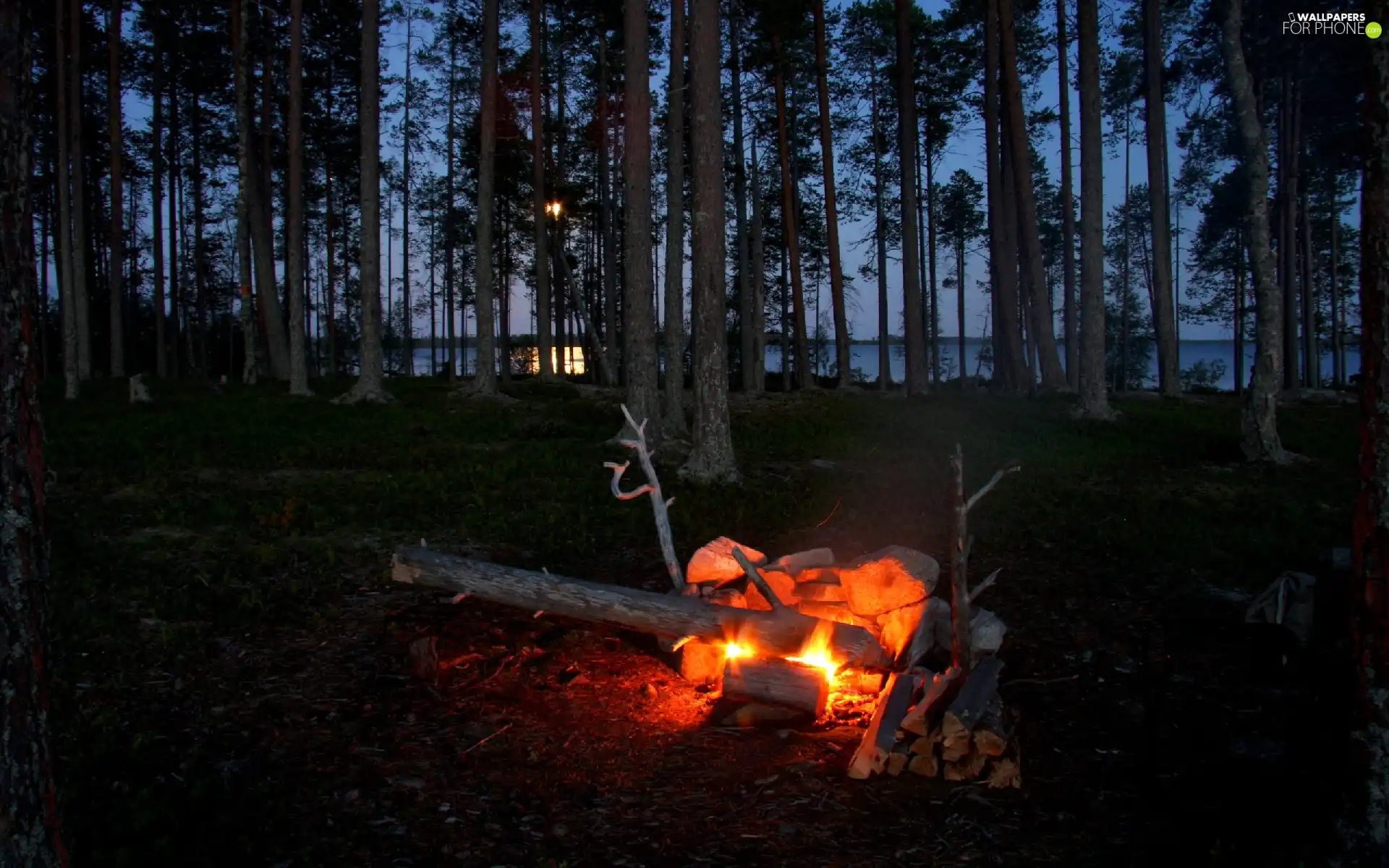 forest, fire