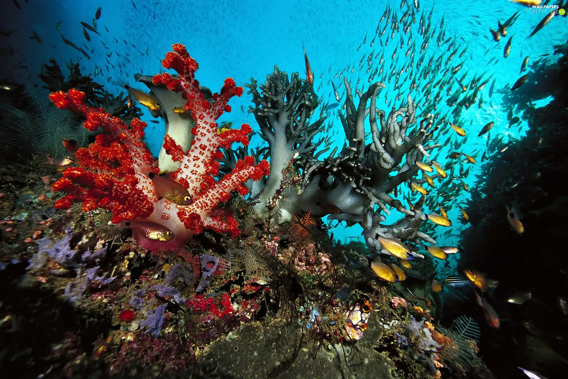 depths, coral, fish, reef