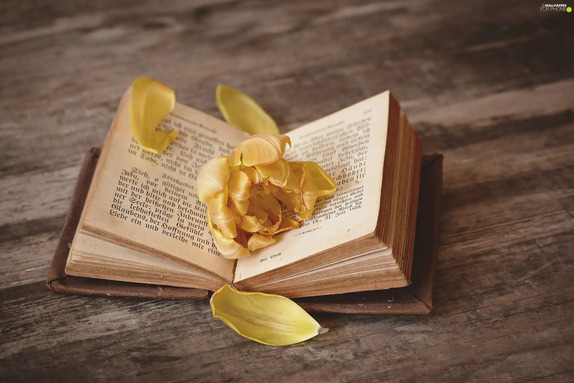 Book, Colourfull Flowers, flakes, Yellow