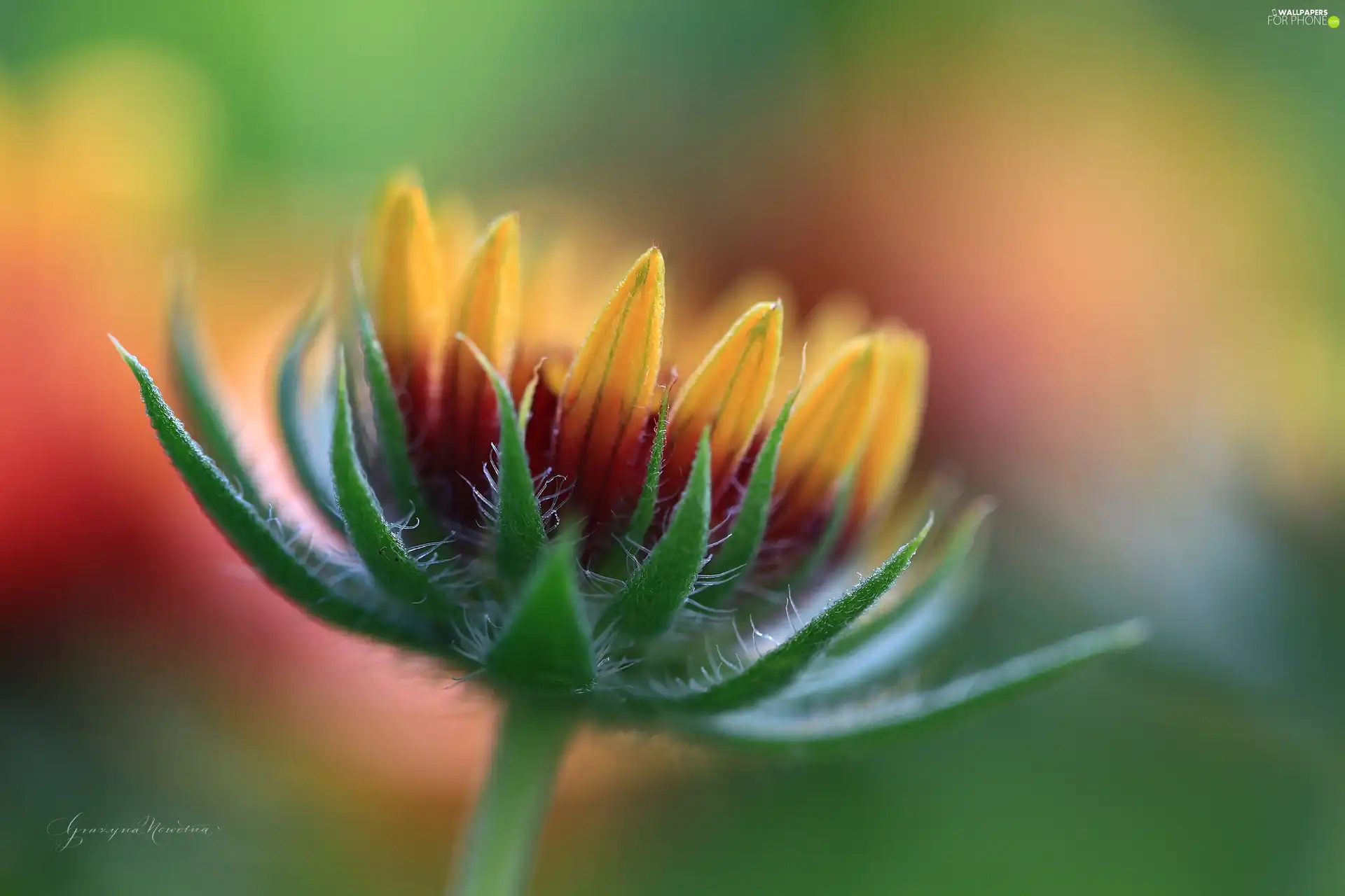 Close, Colourfull Flowers, flakes