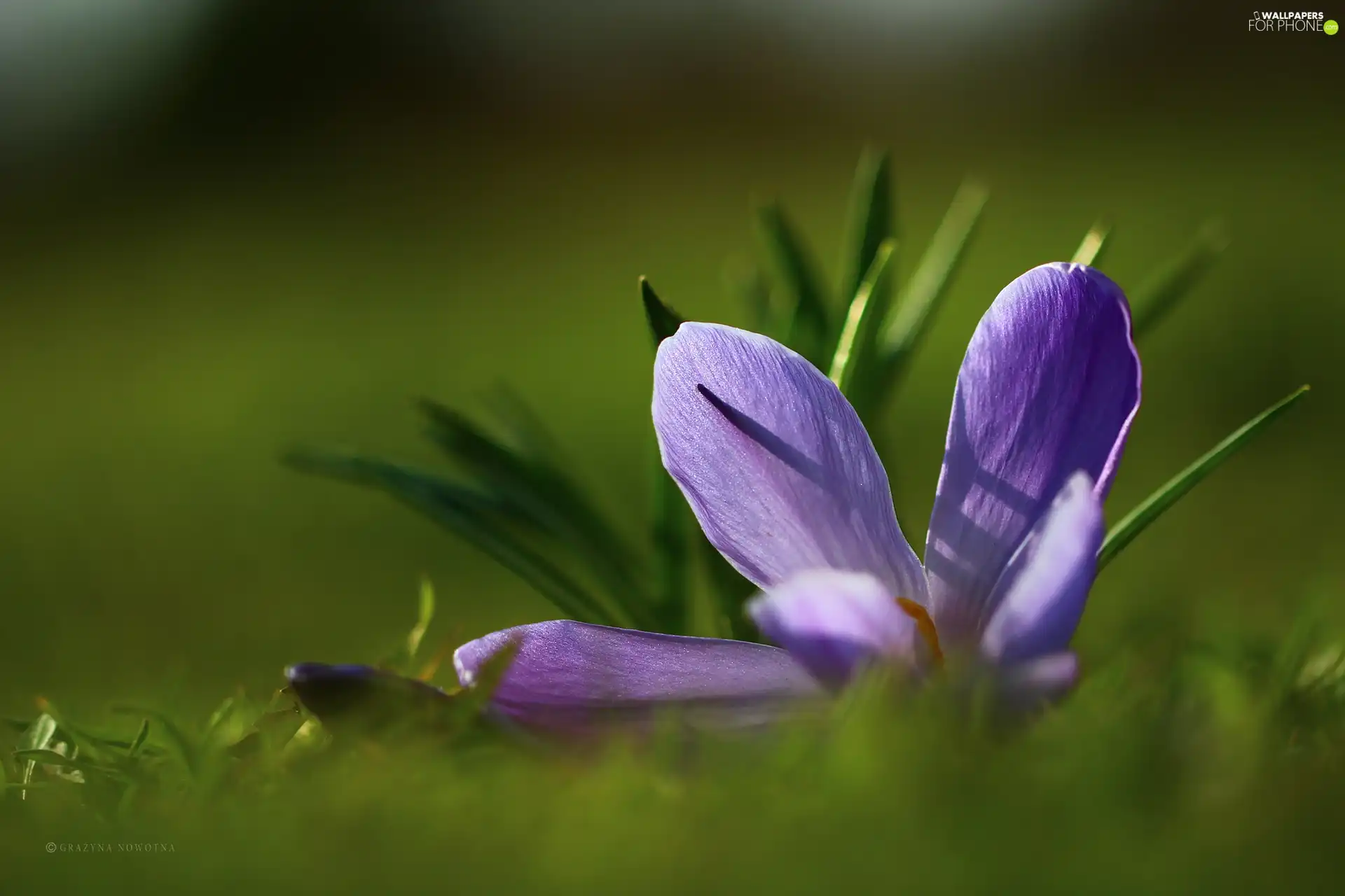 flakes, Violet, crocus