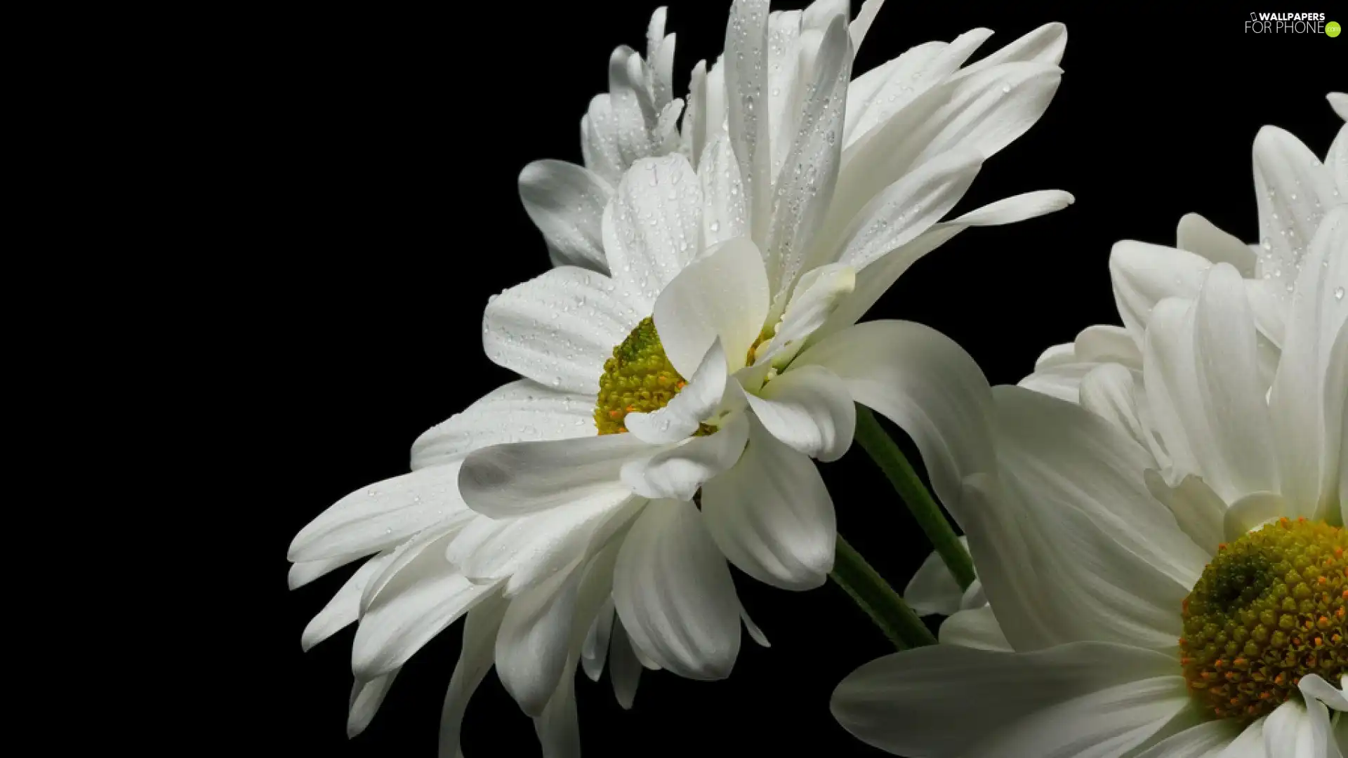 flakes, White, daisy