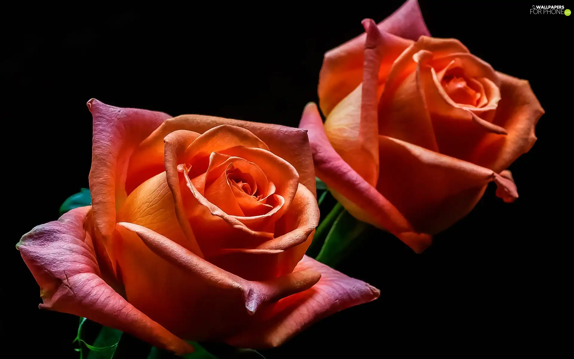 Flowers, Black Background, flakes, roses