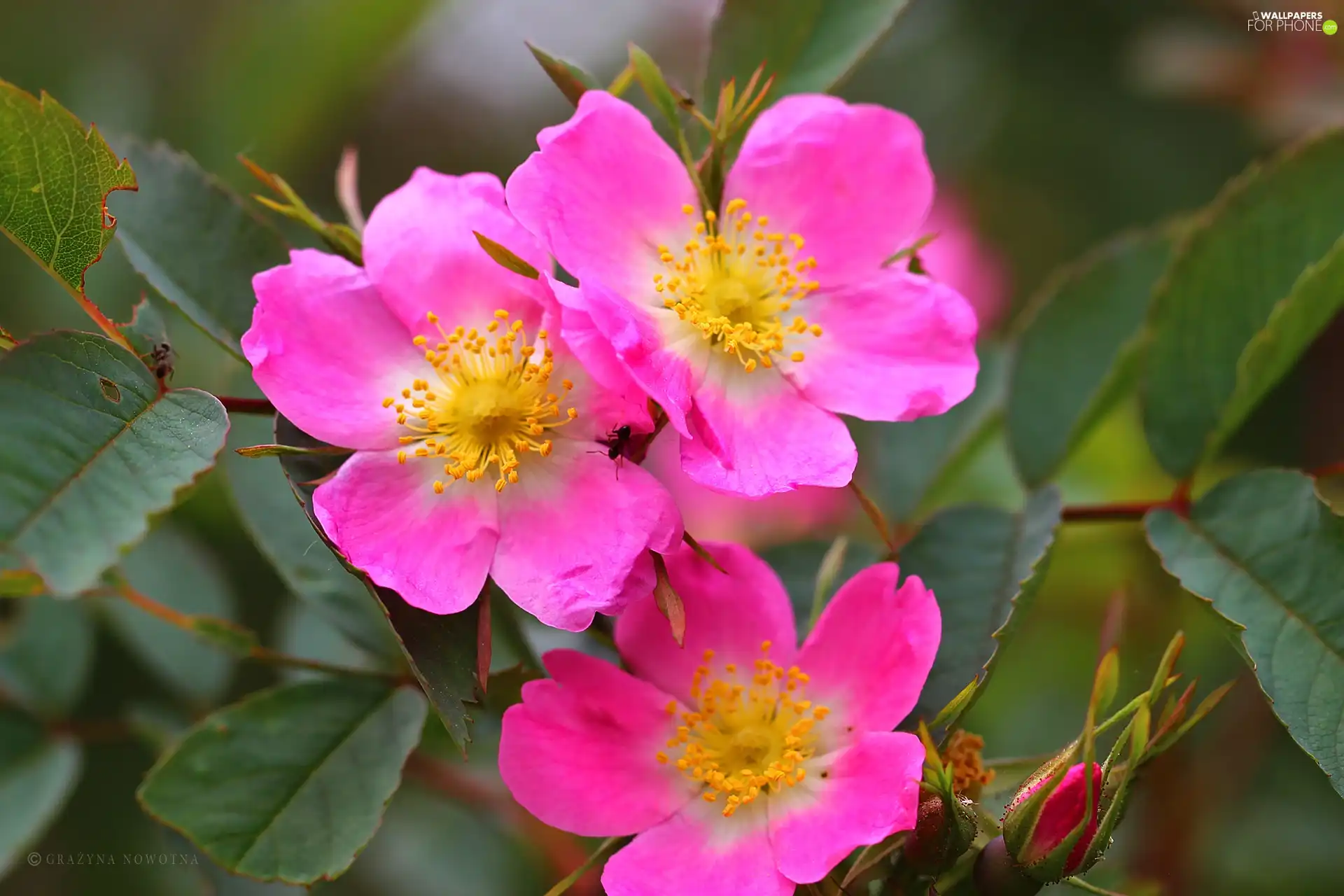 flakes, Briar, Flowers