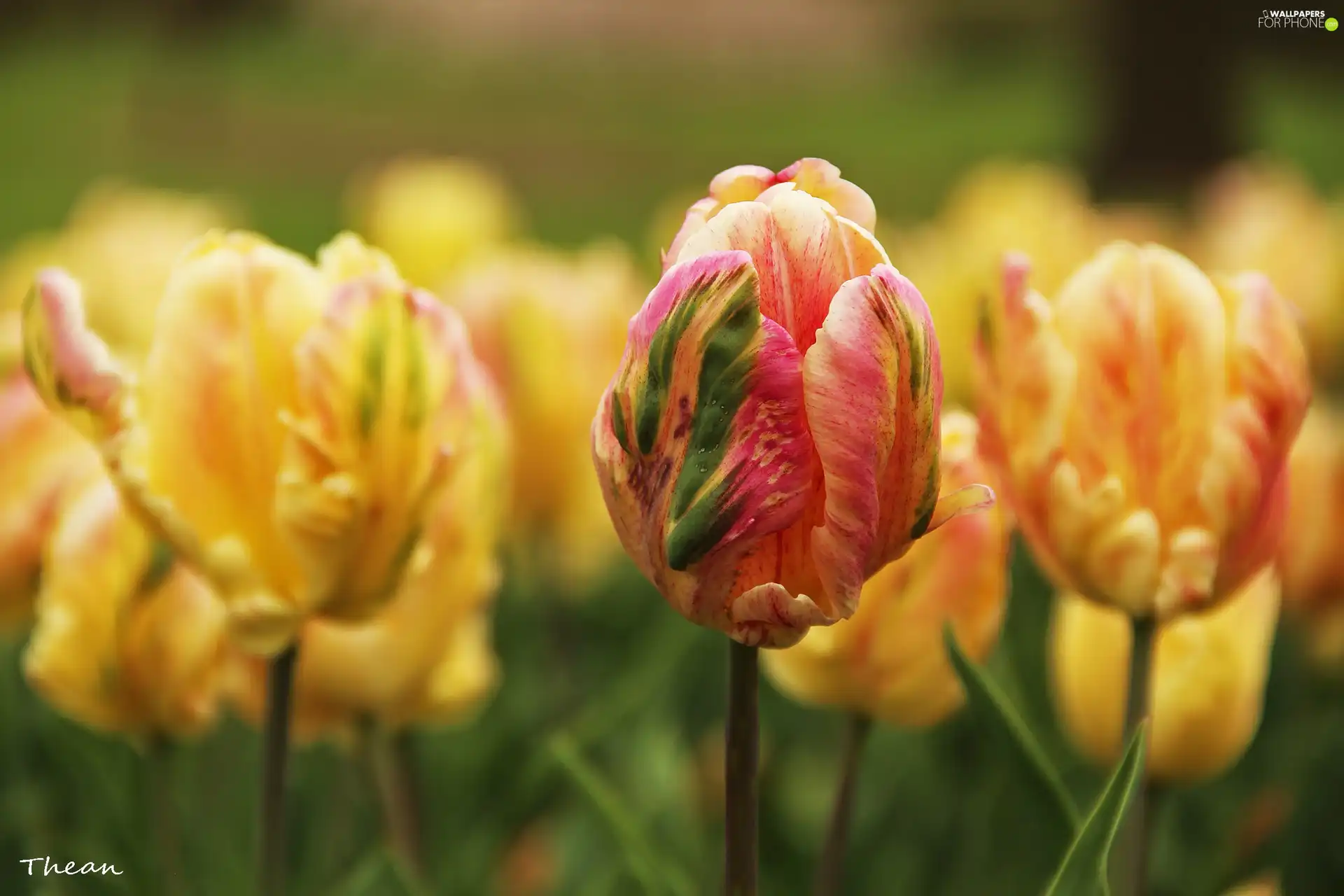 flakes, Tulips, frayed