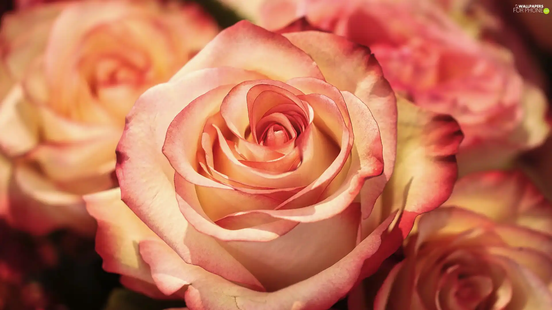 flakes, Blossoming, rose