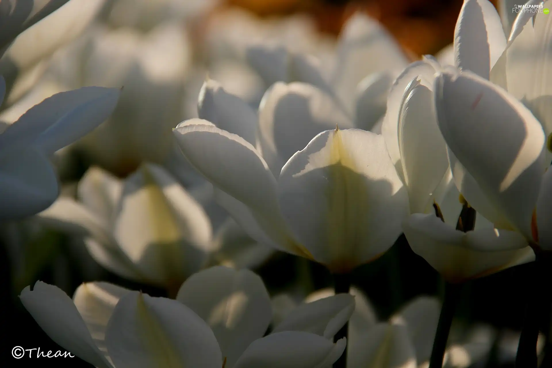 flakes, White, Tulips