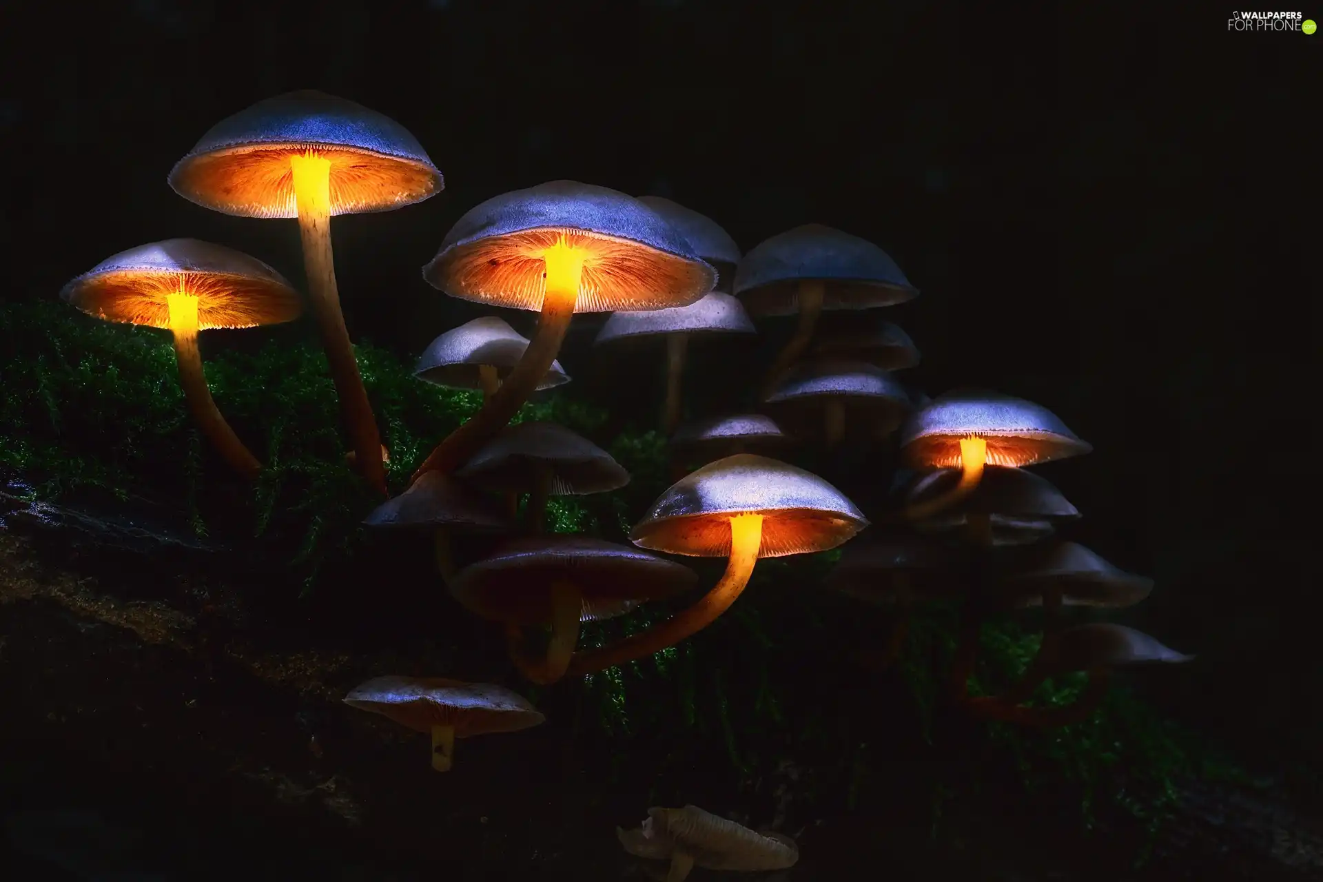 flash, luminosity, ligh, sun, mushrooms