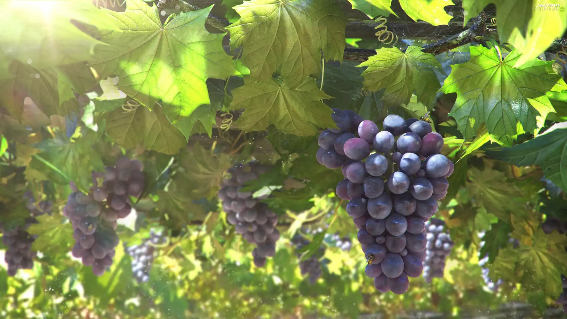 ligh, Grapes, flash, luminosity, sun, Przebijające