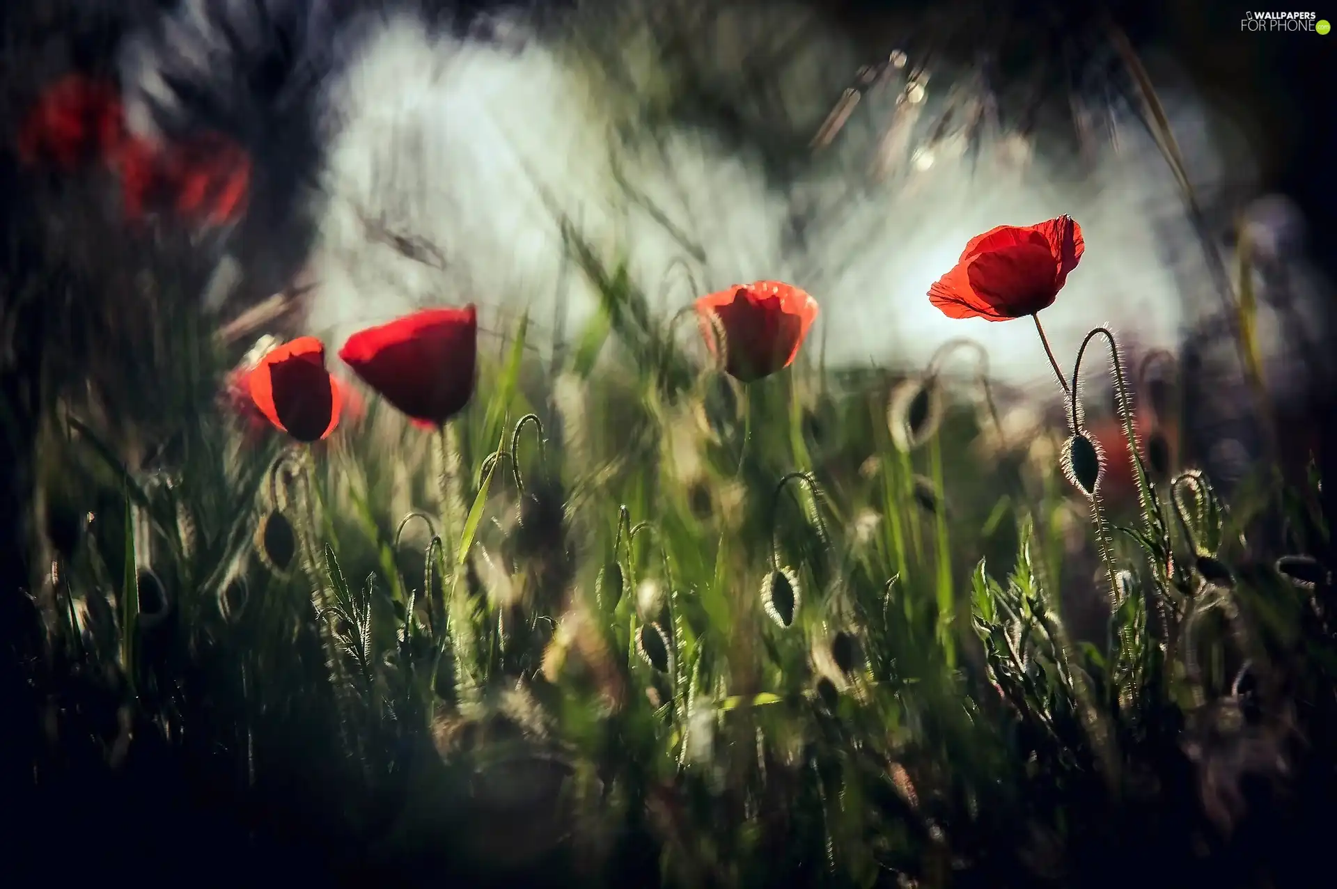 ligh, papavers, flash, luminosity, sun, Flowers