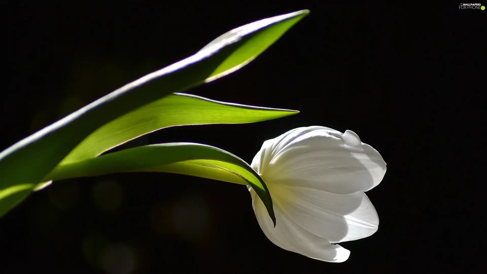 ligh, White, flash, luminosity, sun, tulip