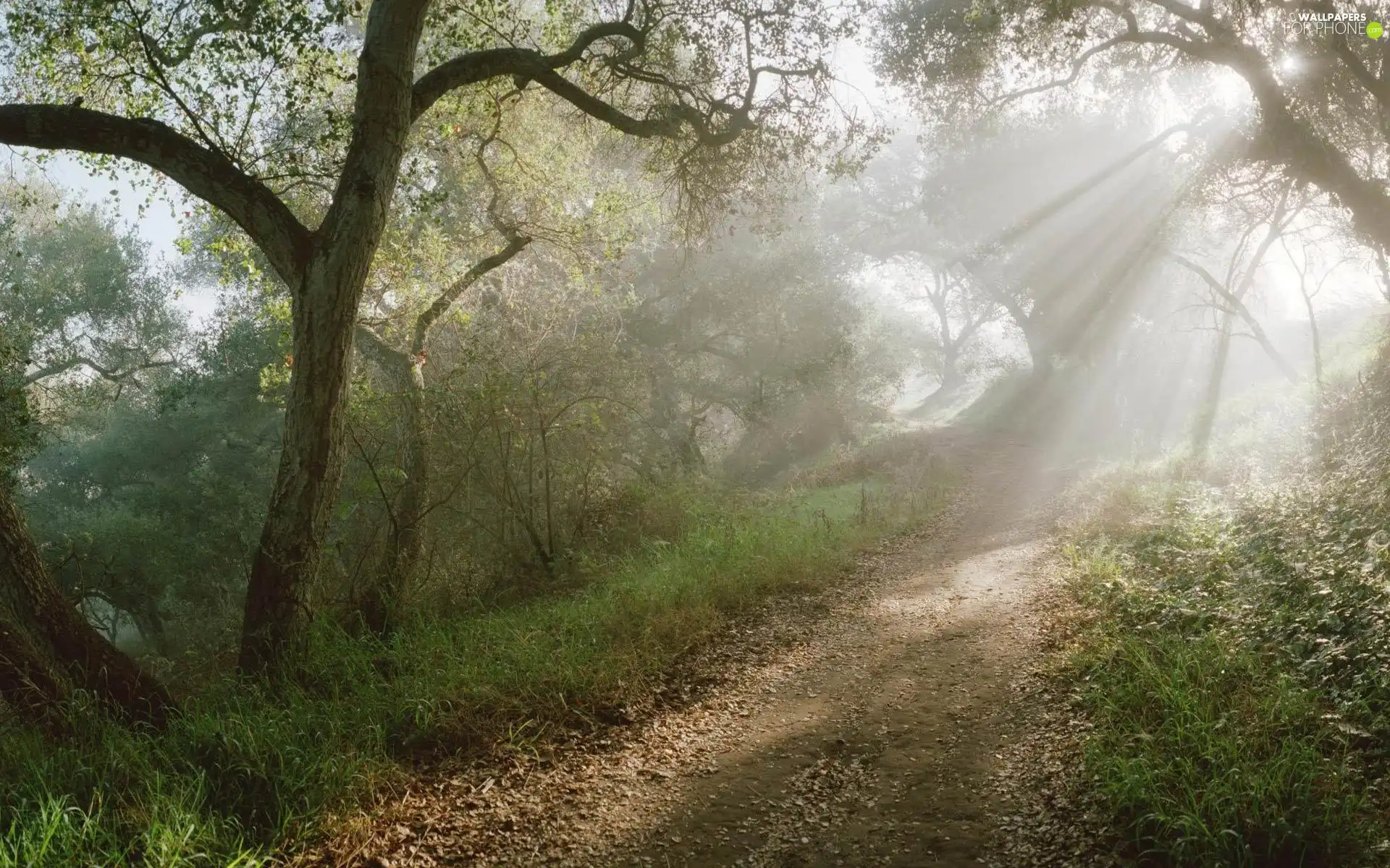 sun, forest, luminosity, ligh, Path, flash, Przebijające