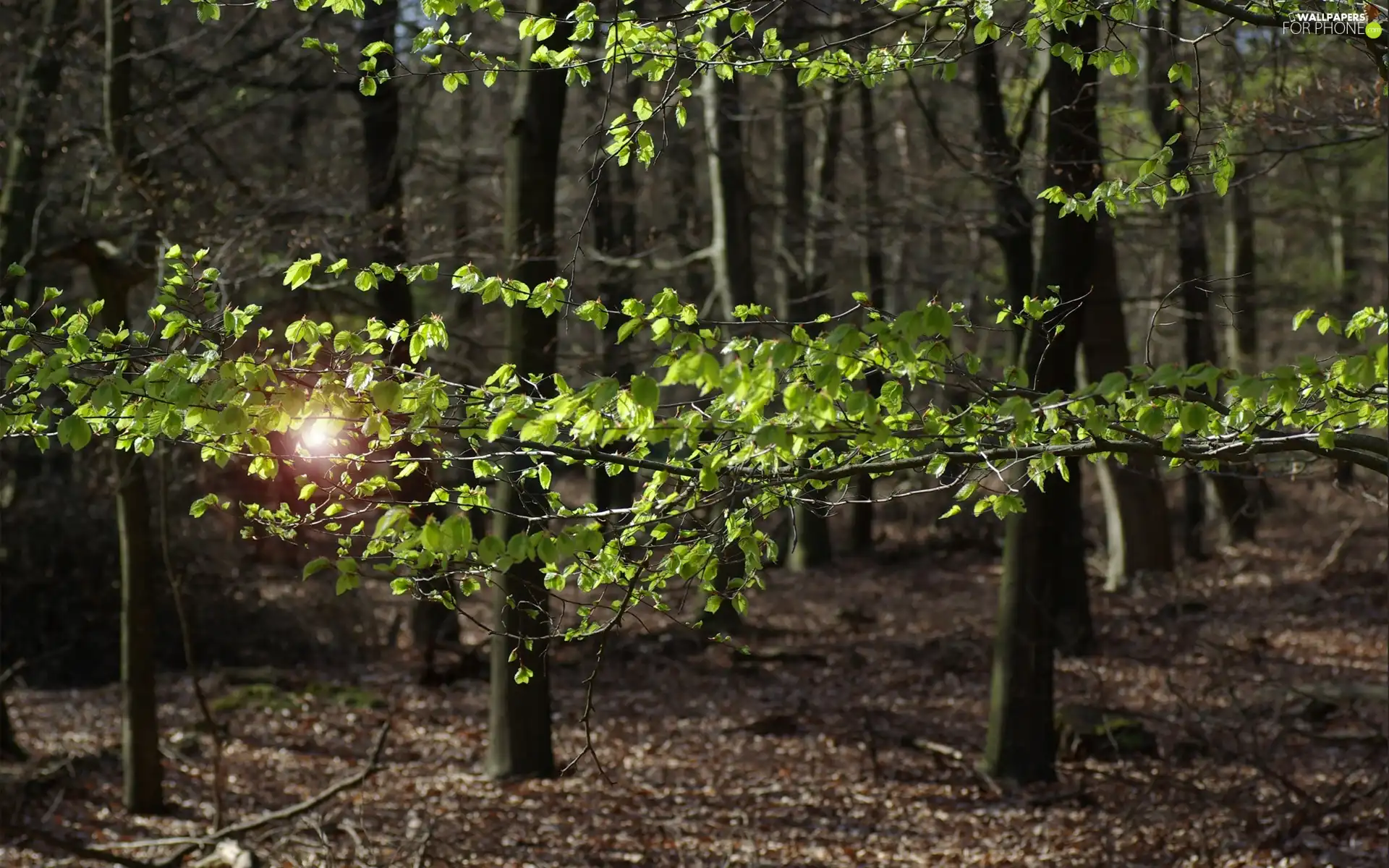 fleece, forester, trees, viewes, forest