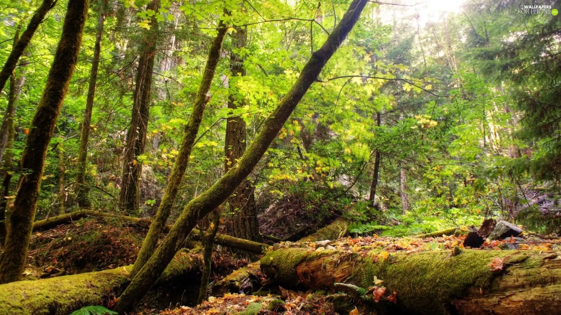 viewes, forest, fleece, forester, Moss, trees