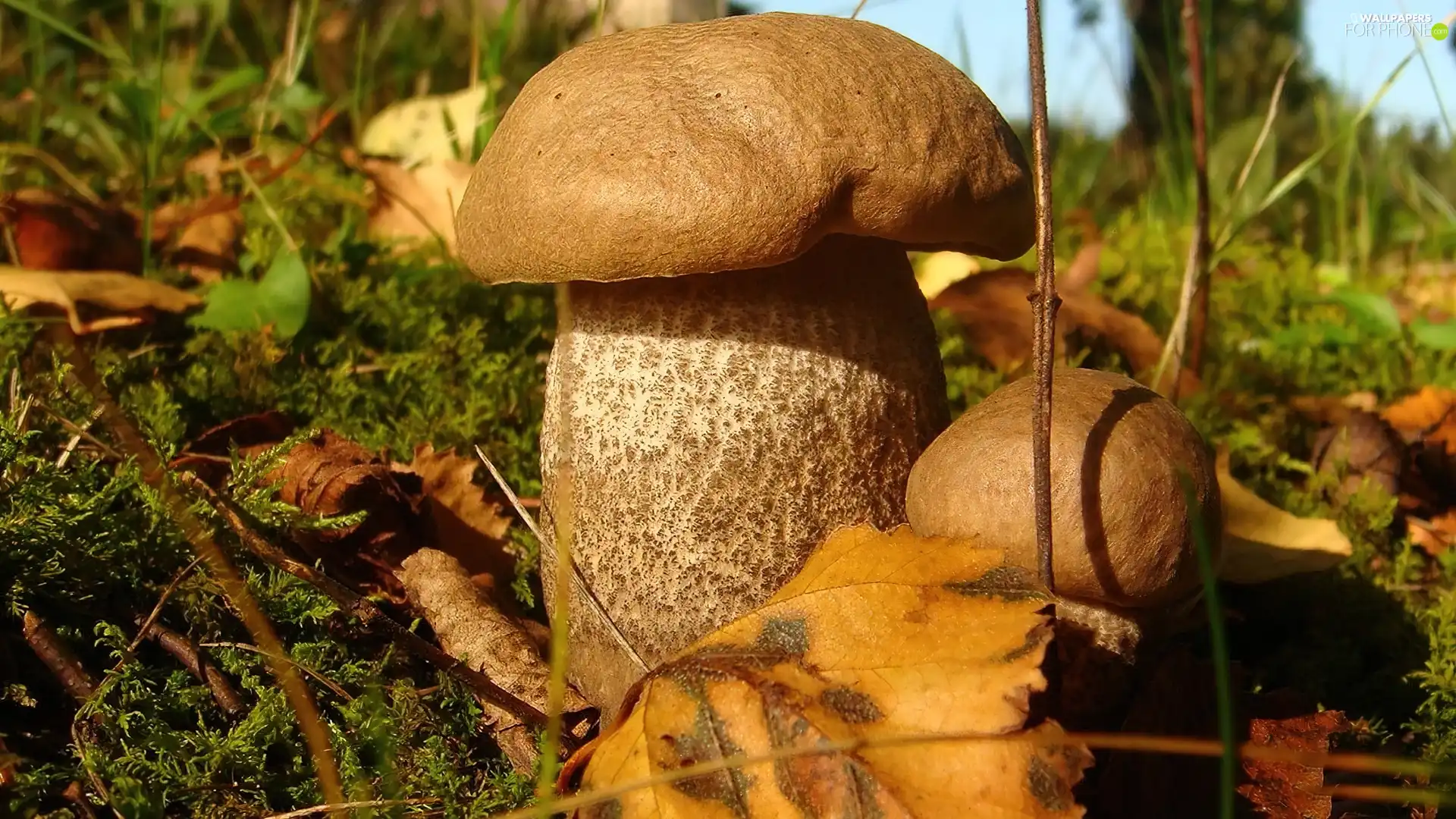 fleece, forester, mushroom, Hat, robust