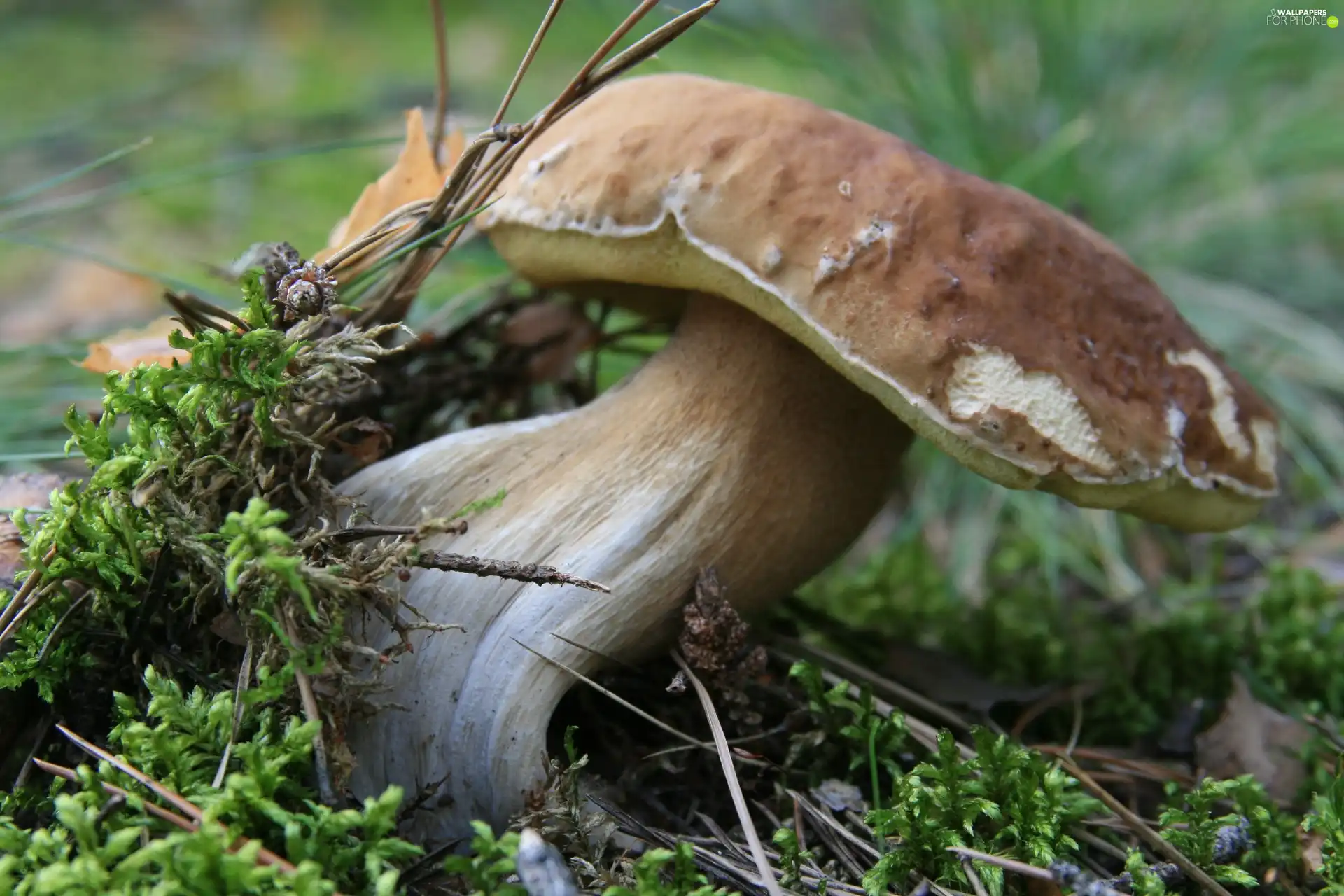 forester, Real mushroom, fleece