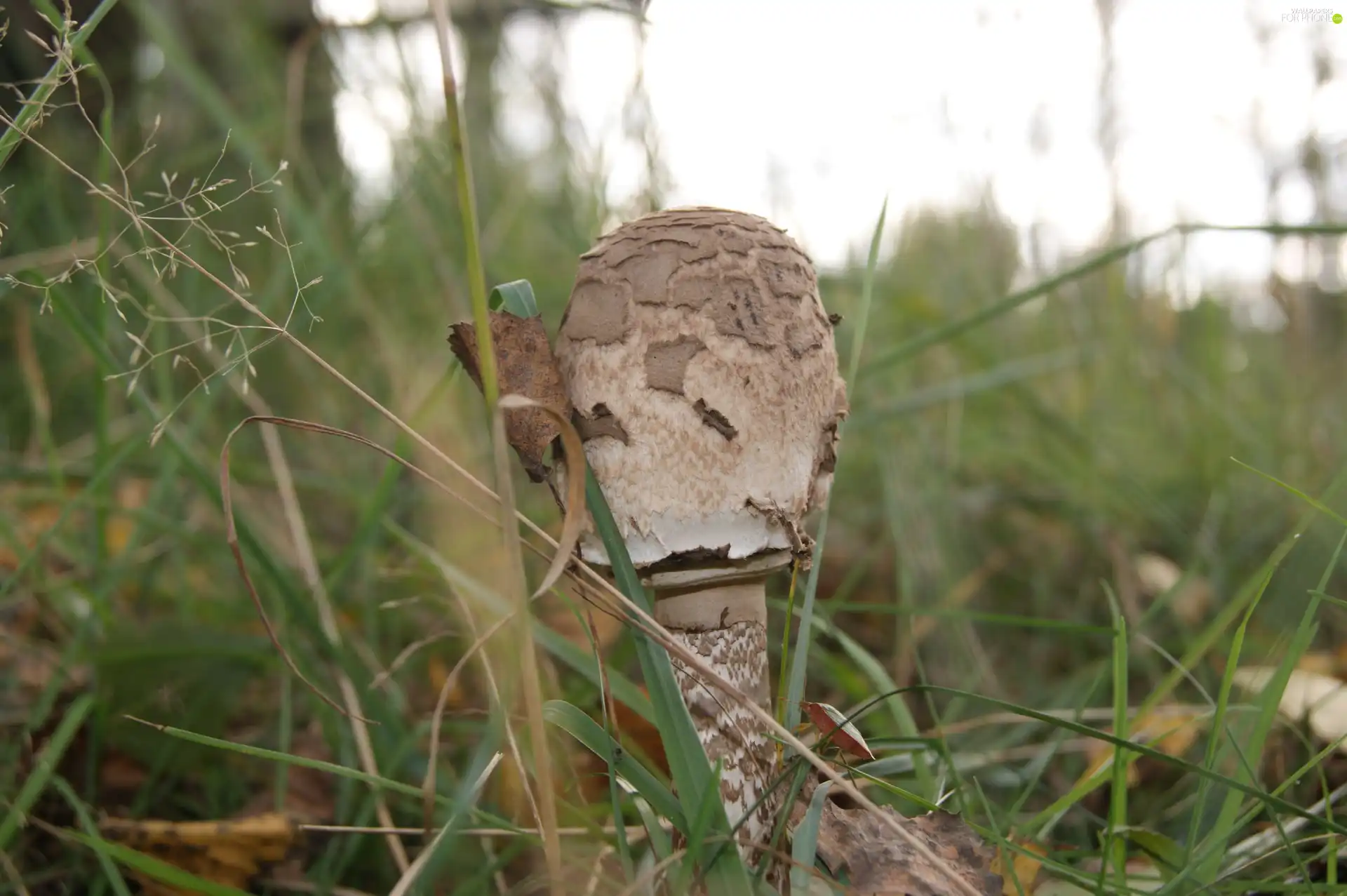 fleece, Mushrooms, toadstool