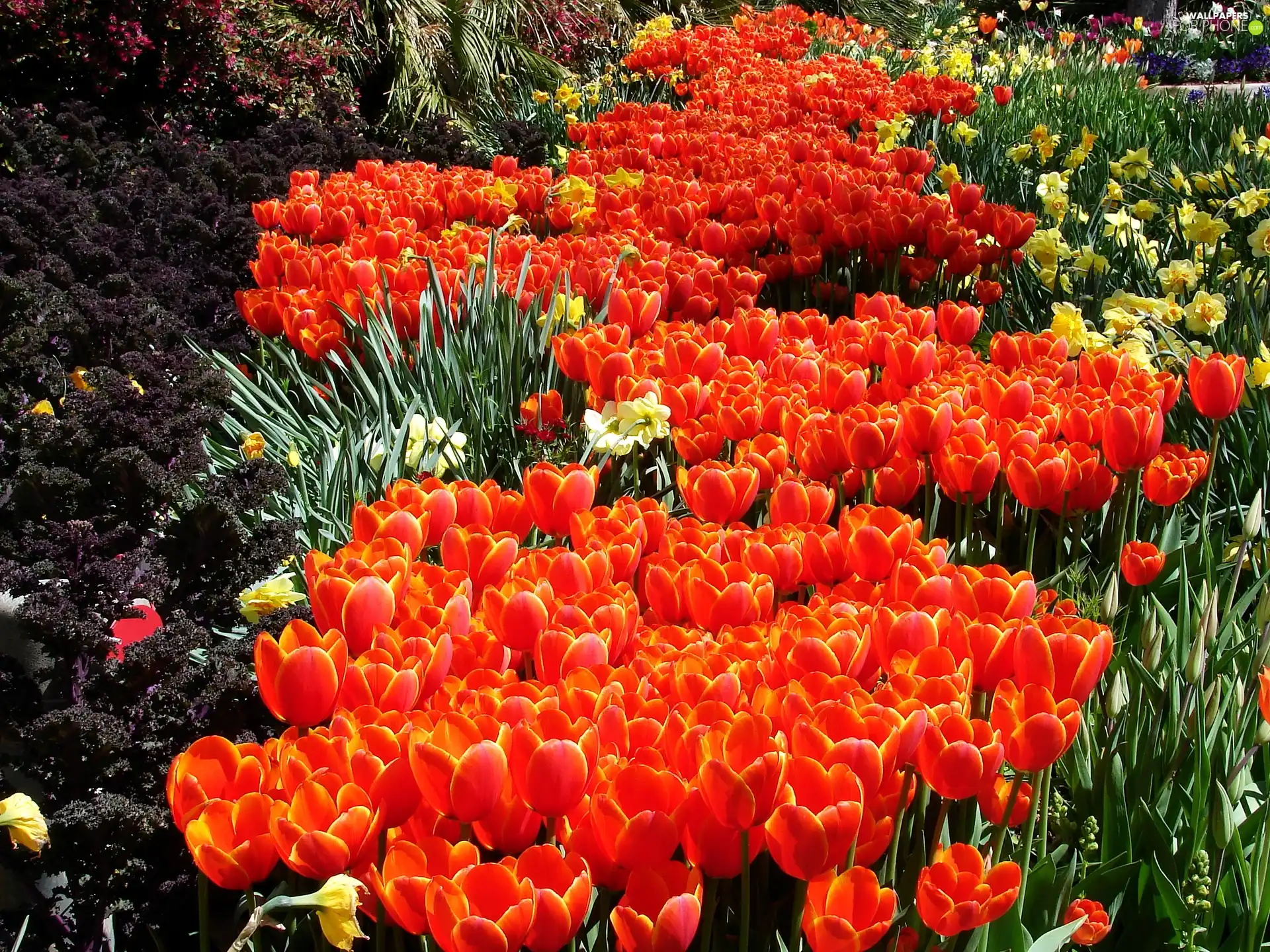 Orange, carpet, floral, Tulips