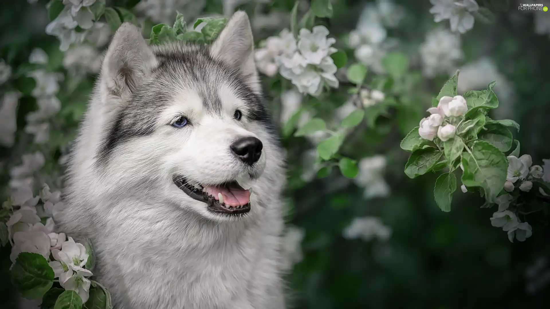 dog, Flourished, Twigs, Alaskan Malamute