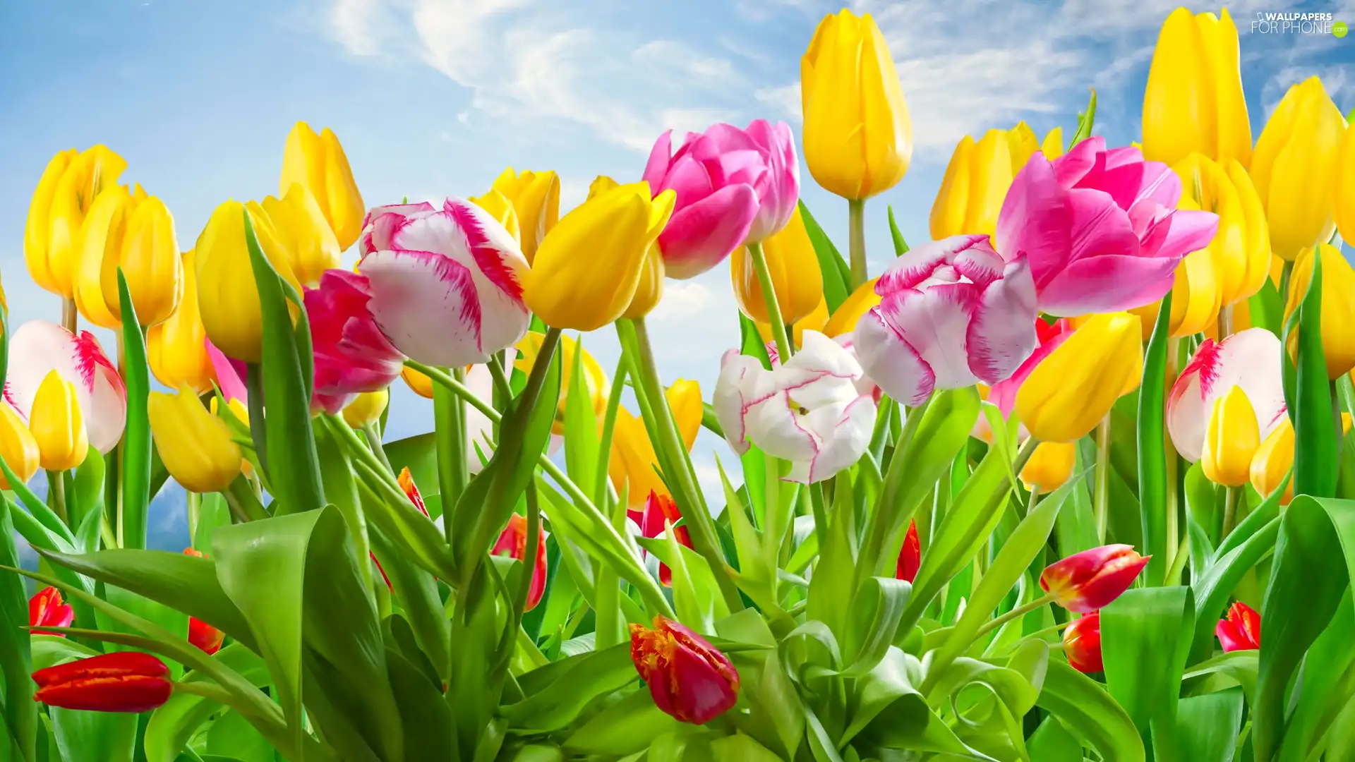 Flowers, color, flourishing, Tulips