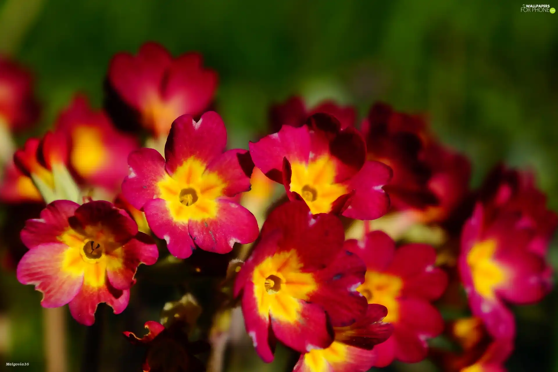 flourishing, Flowers, primrose