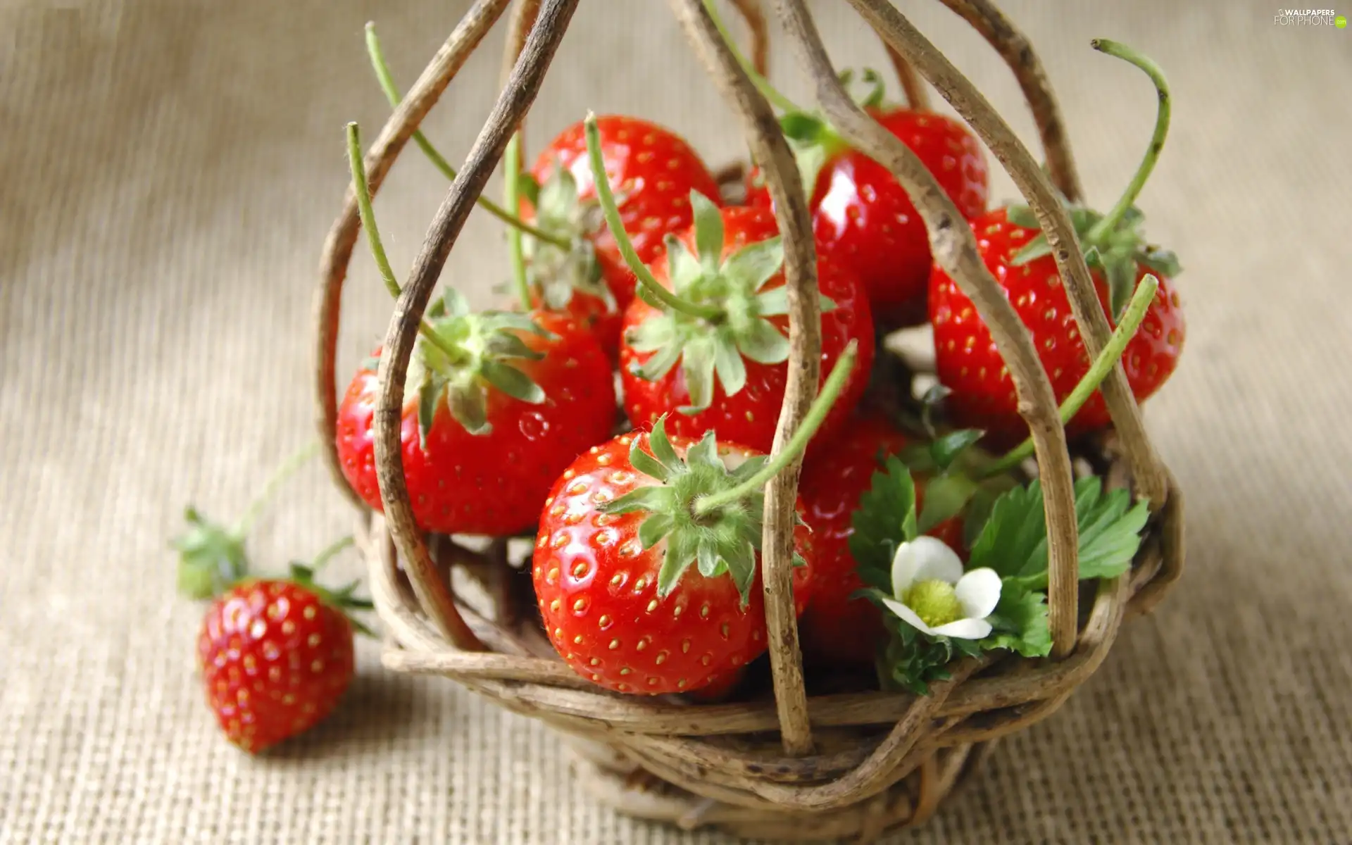flower, strawberries, basket