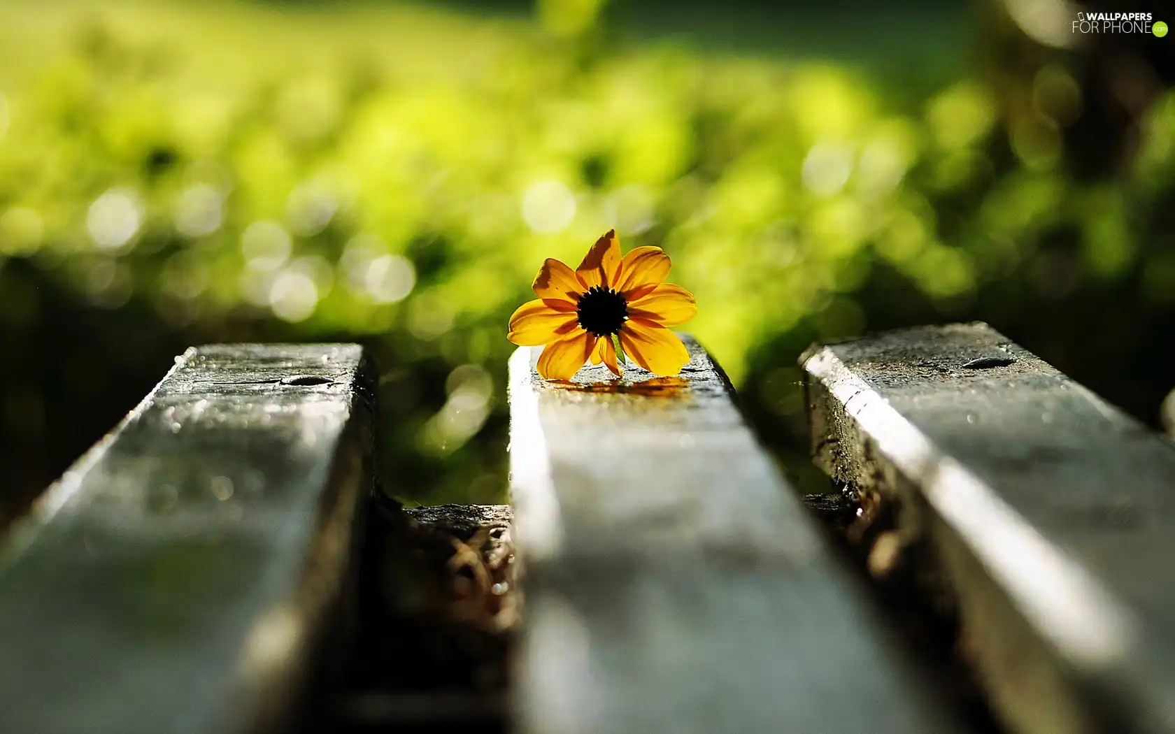 Flower, Park, Bench