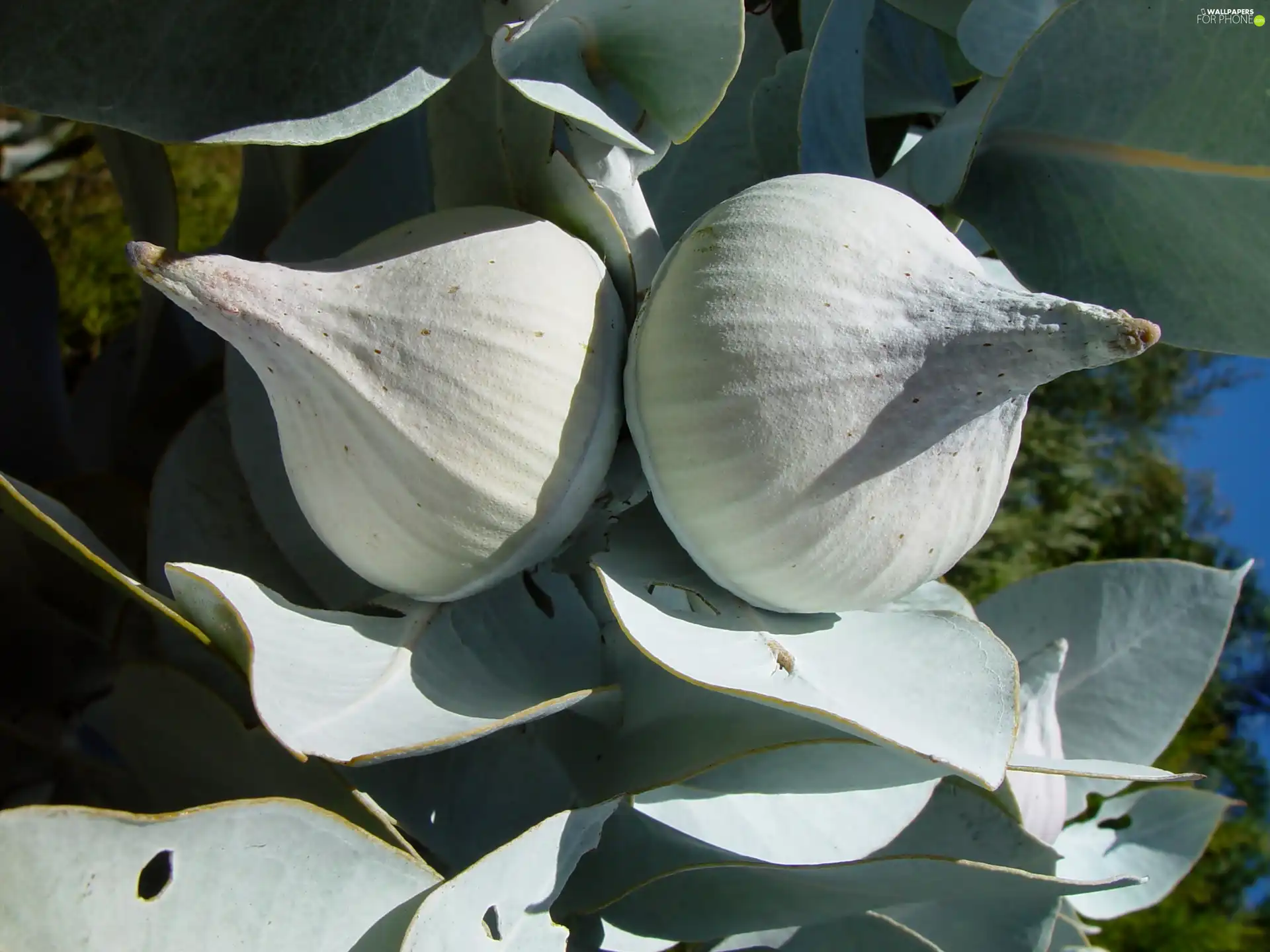 Buds, Flower