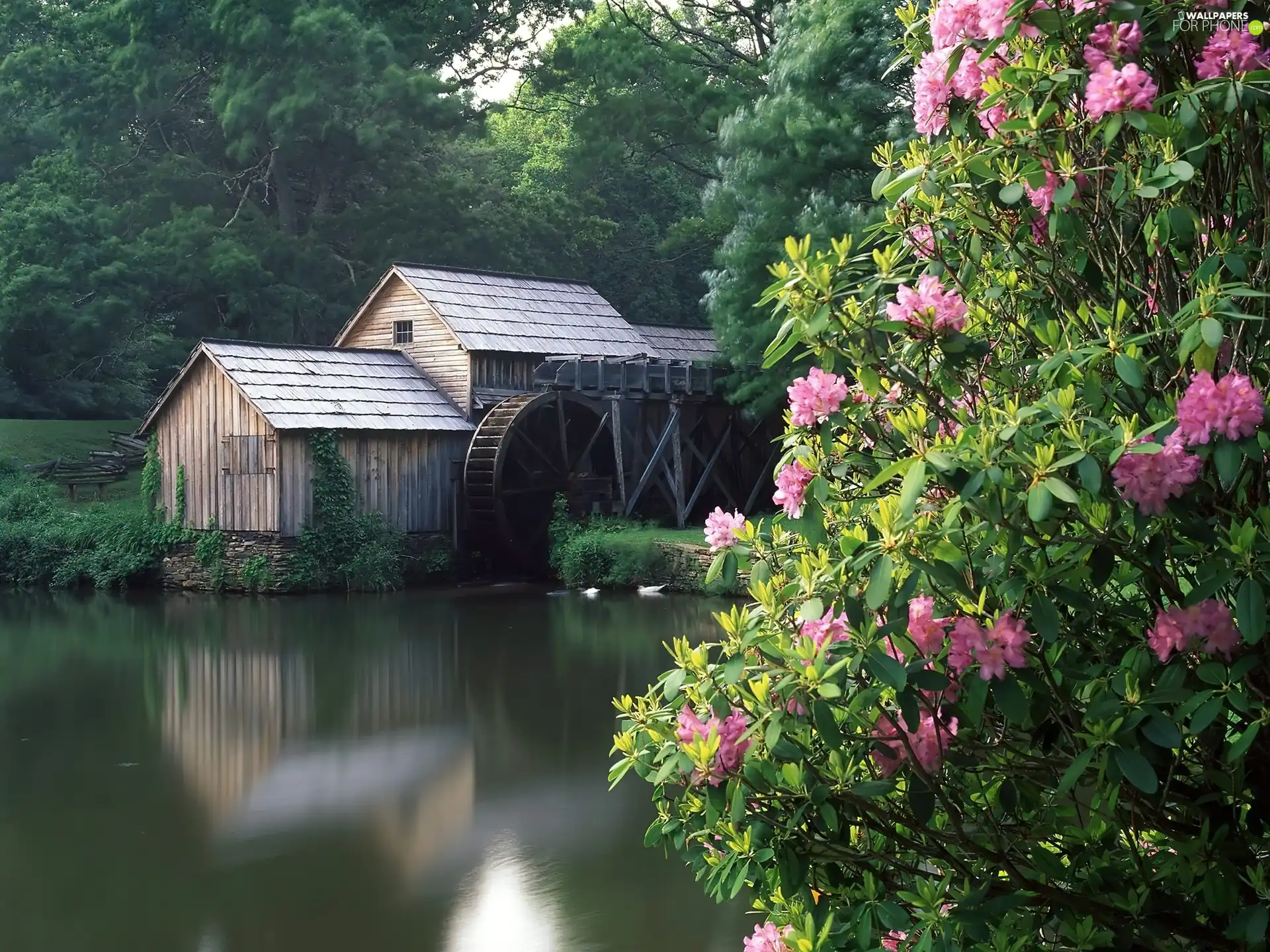 trees, Windmill, flower, Bush, viewes, water