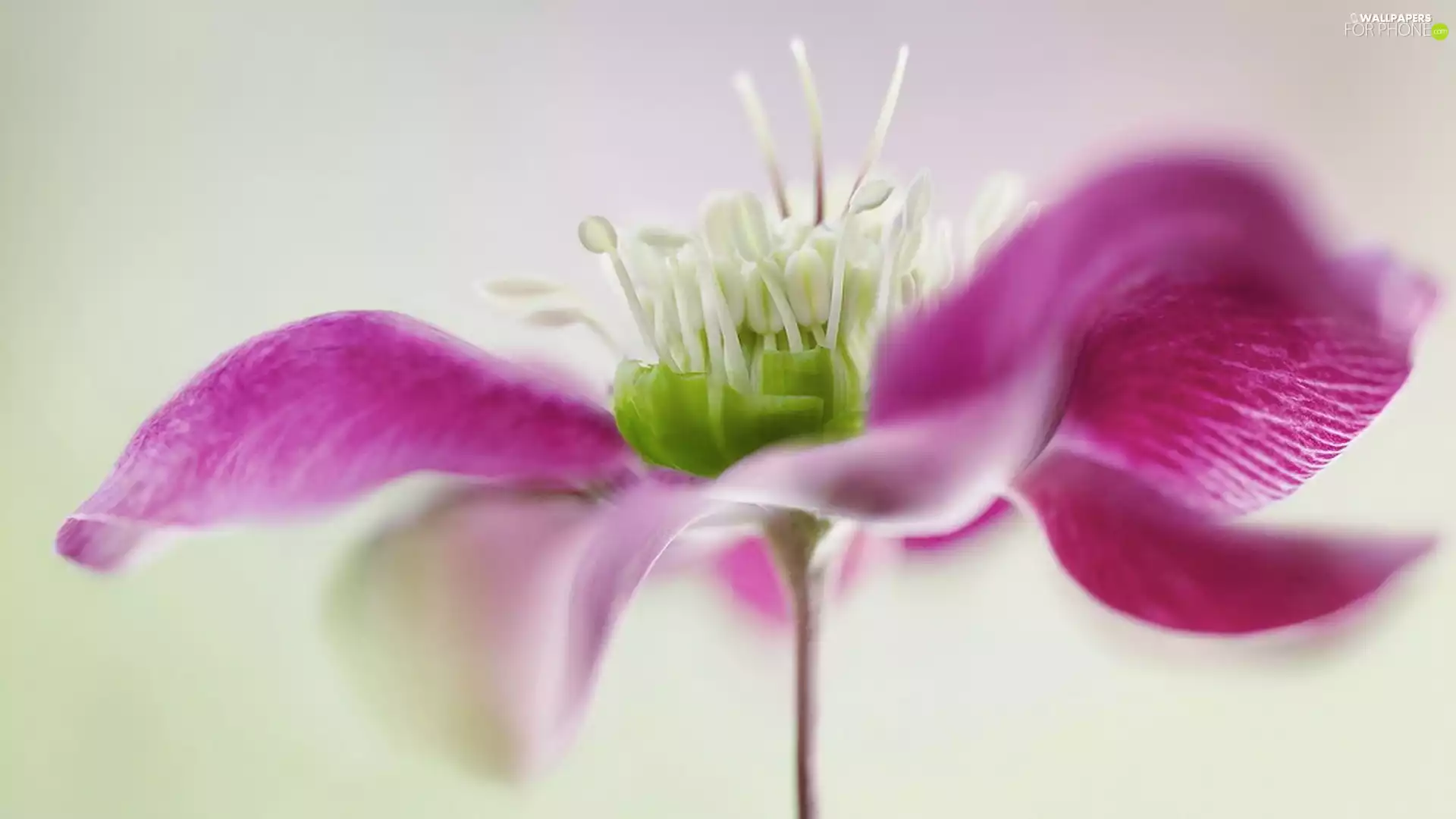 Close, Colourfull Flowers, Flower