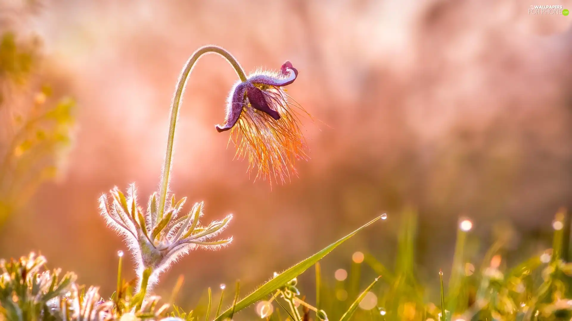 Close, Colourfull Flowers, Flower