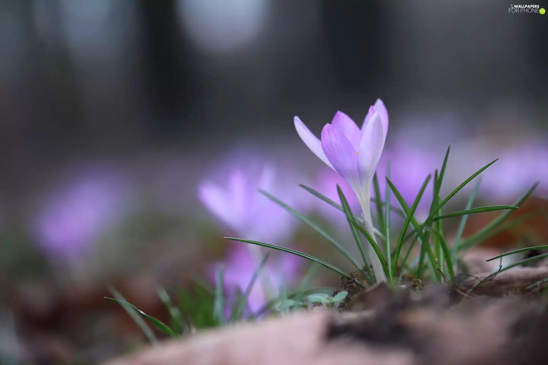 Flower, lilac, crocus