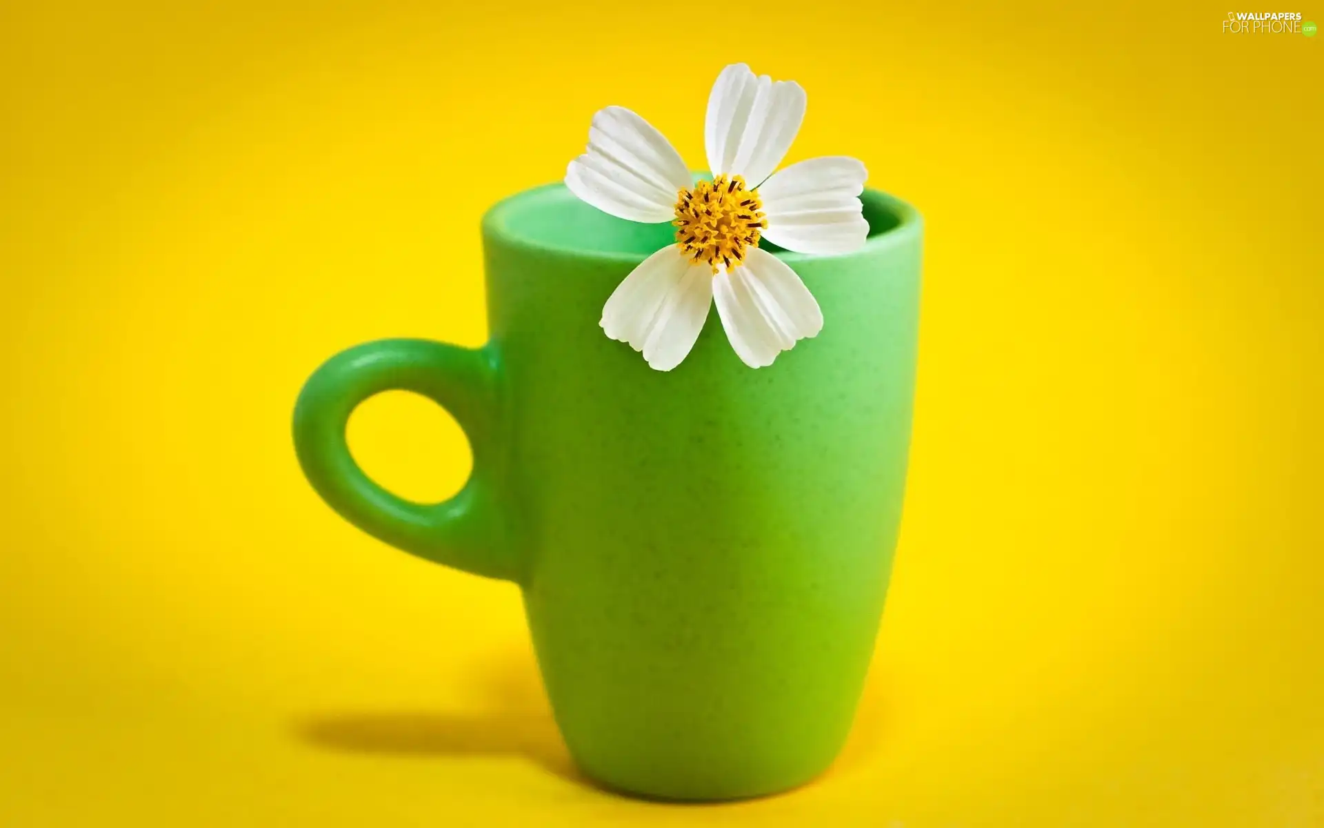 Green, White, Flower, Cup