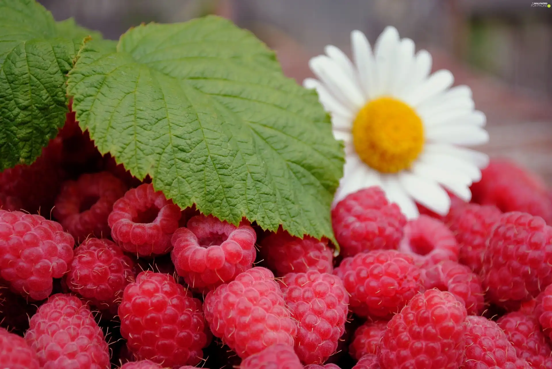 Flower, raspberries, leaves