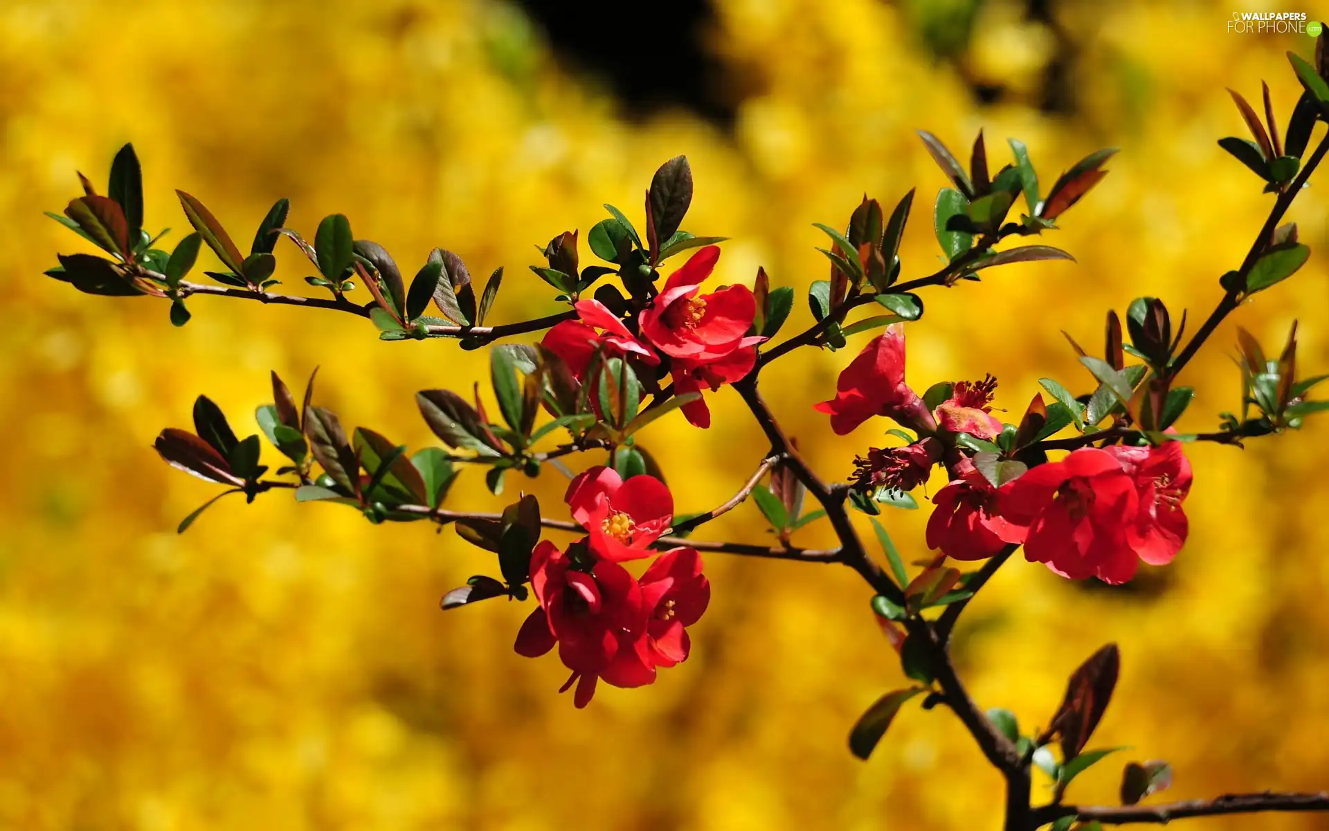 Flower, twig, leaves