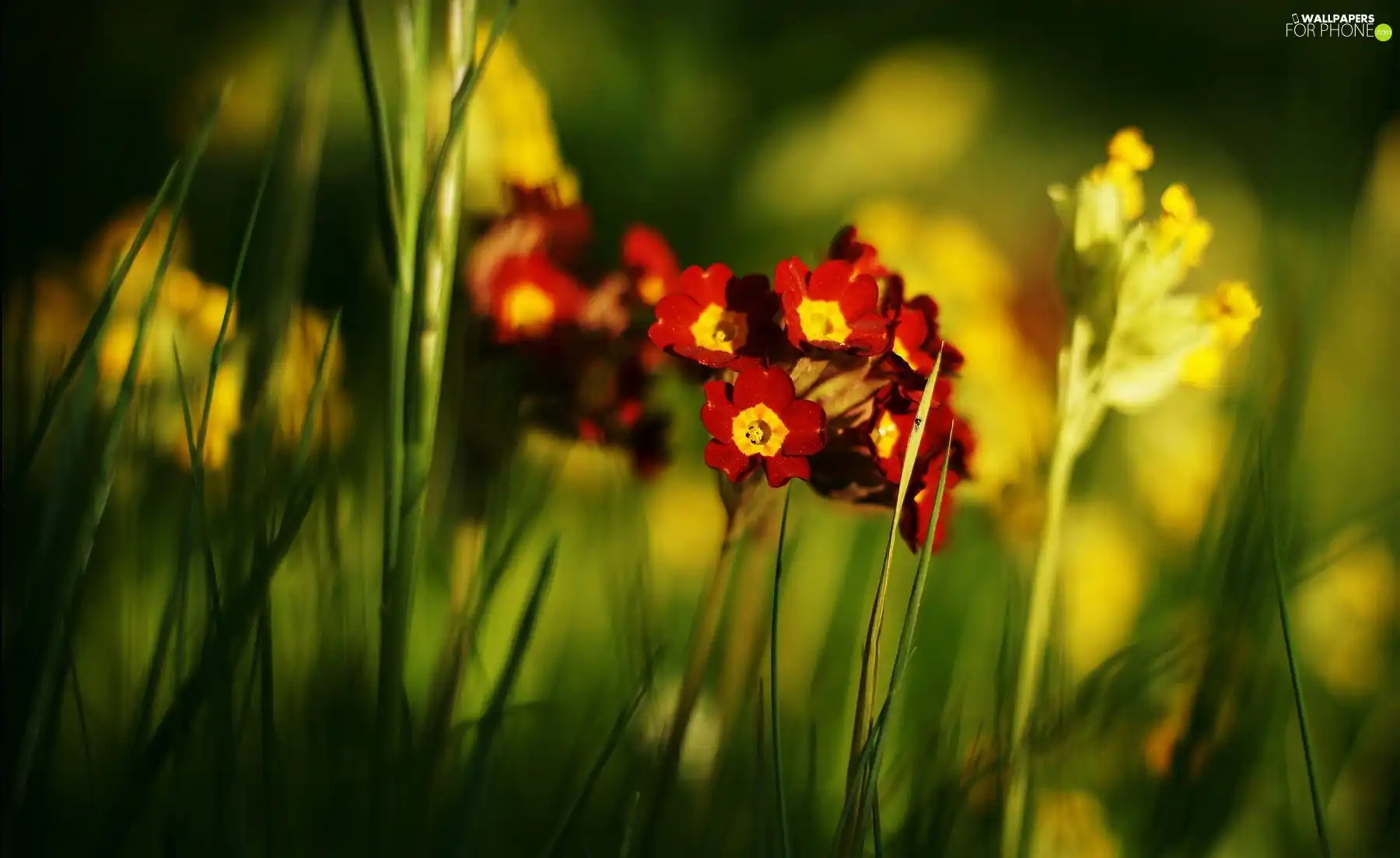 meadow, Flower