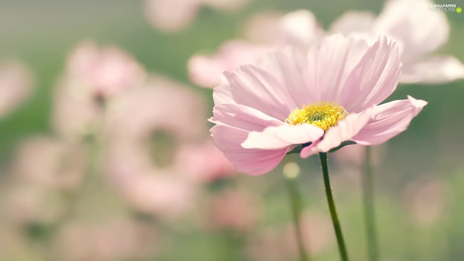 Pink, Flower