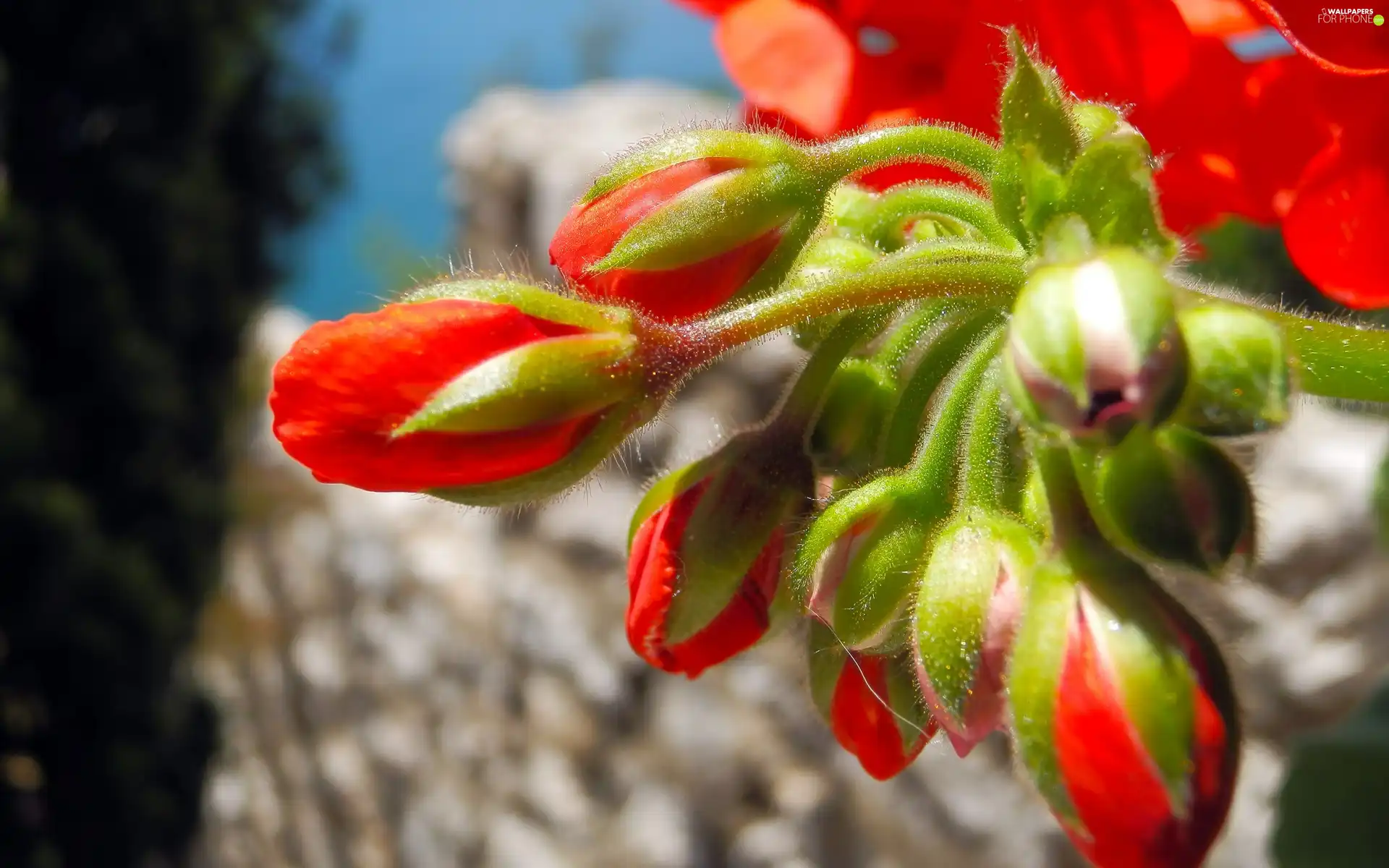 Flower, Buds, red