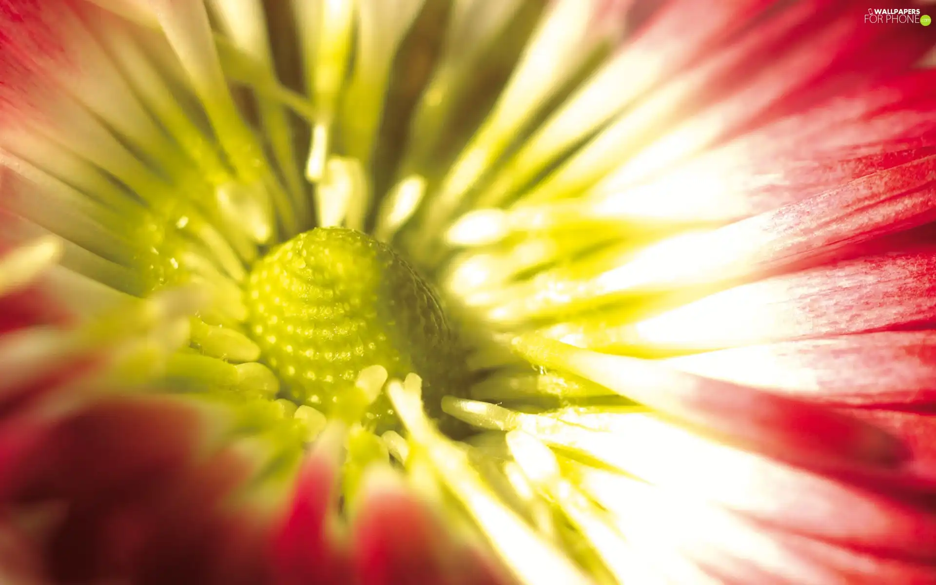 flower, Centre, red