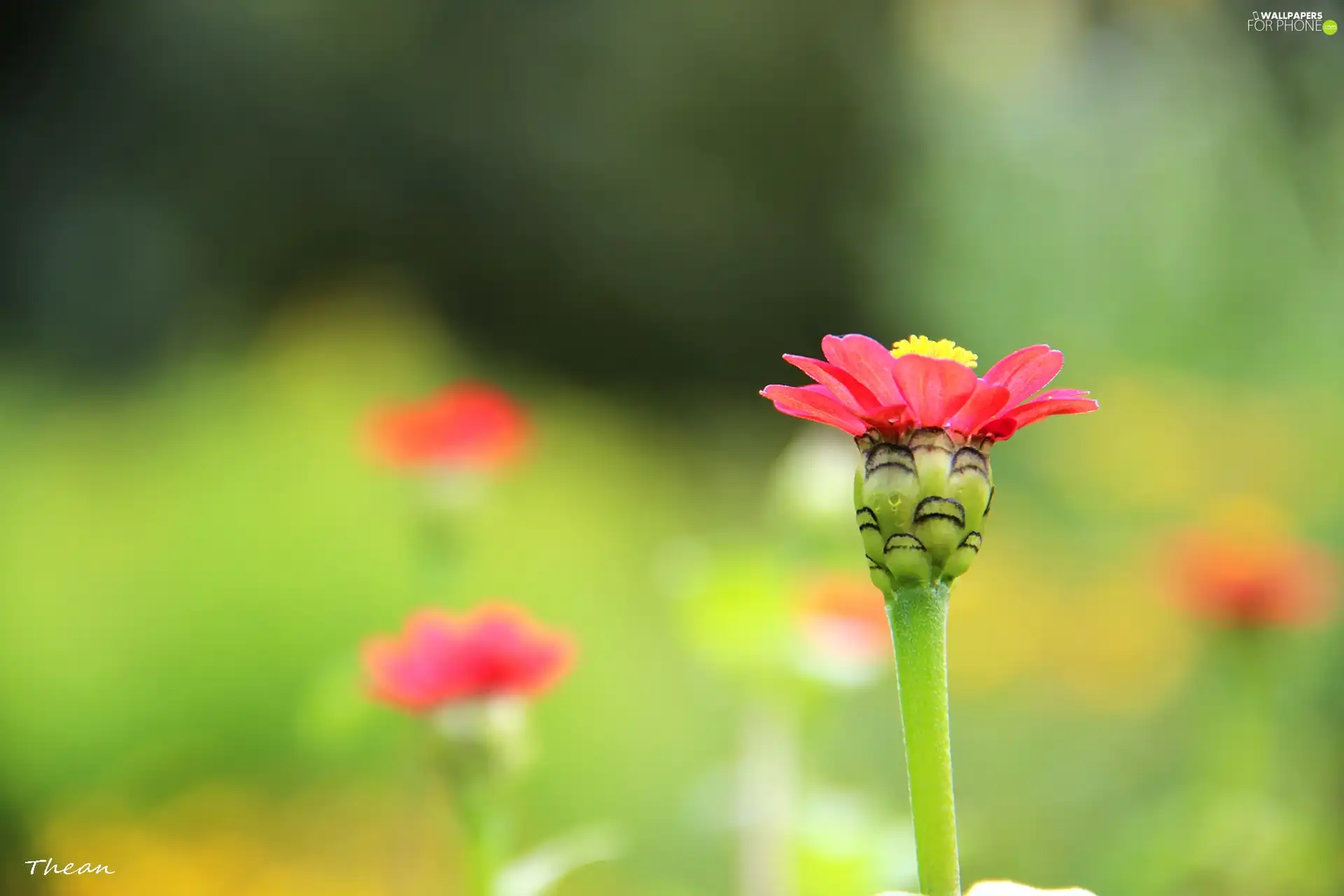 Red, Flower