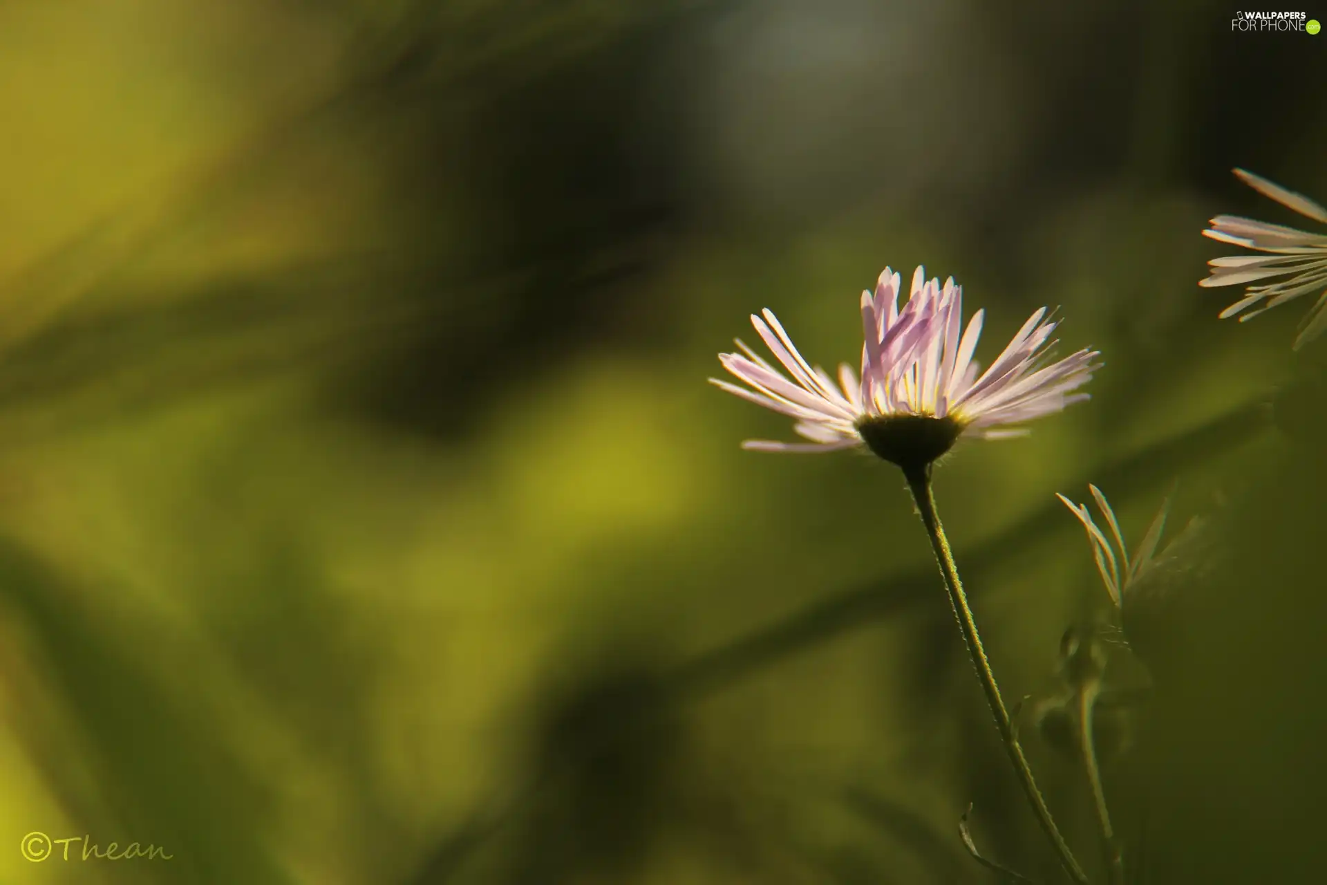Violet, Flower